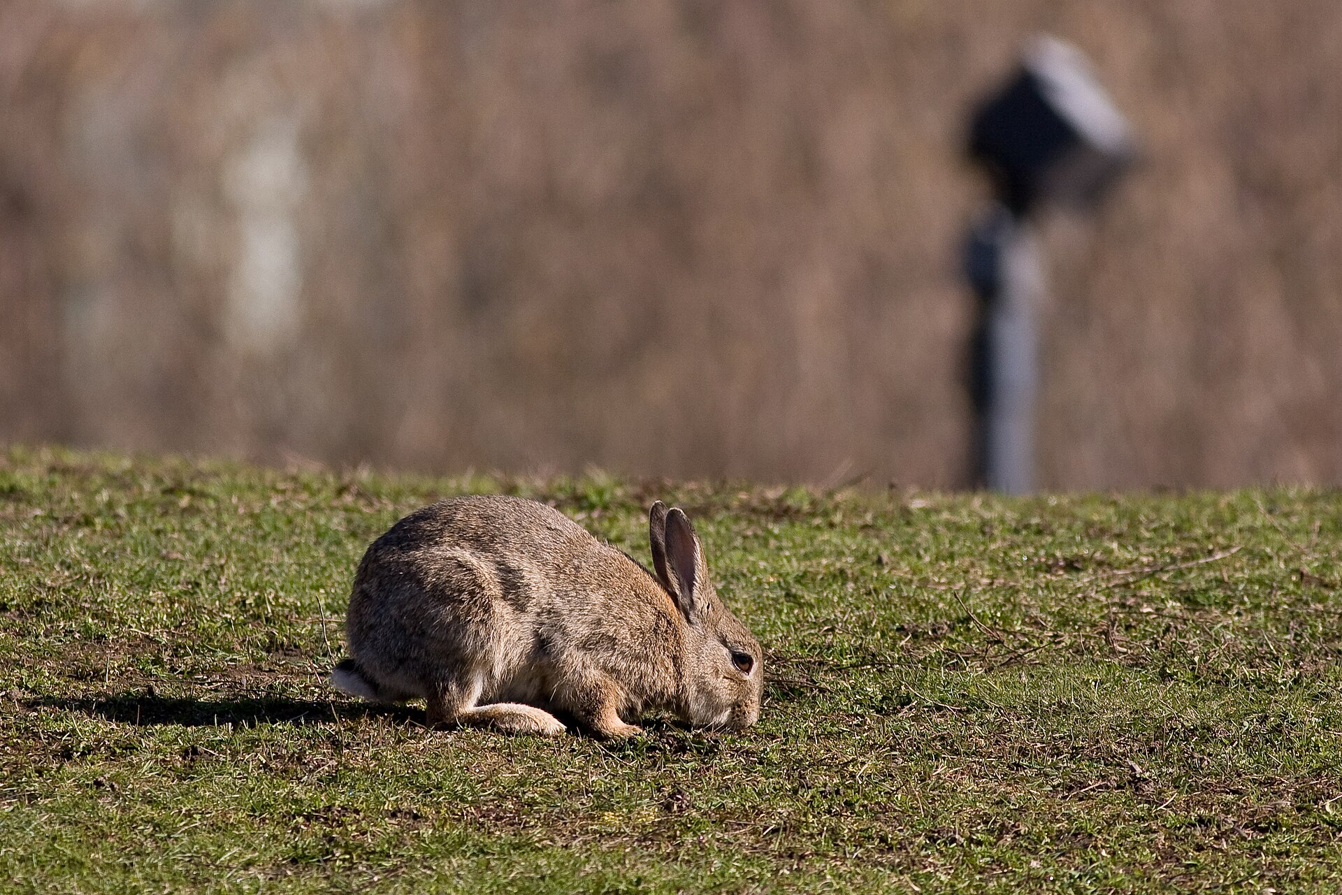 Imagem de referência relacionada a Coelho-europeu, item descrito como espécie de lagomorfos (Lagomorpha)