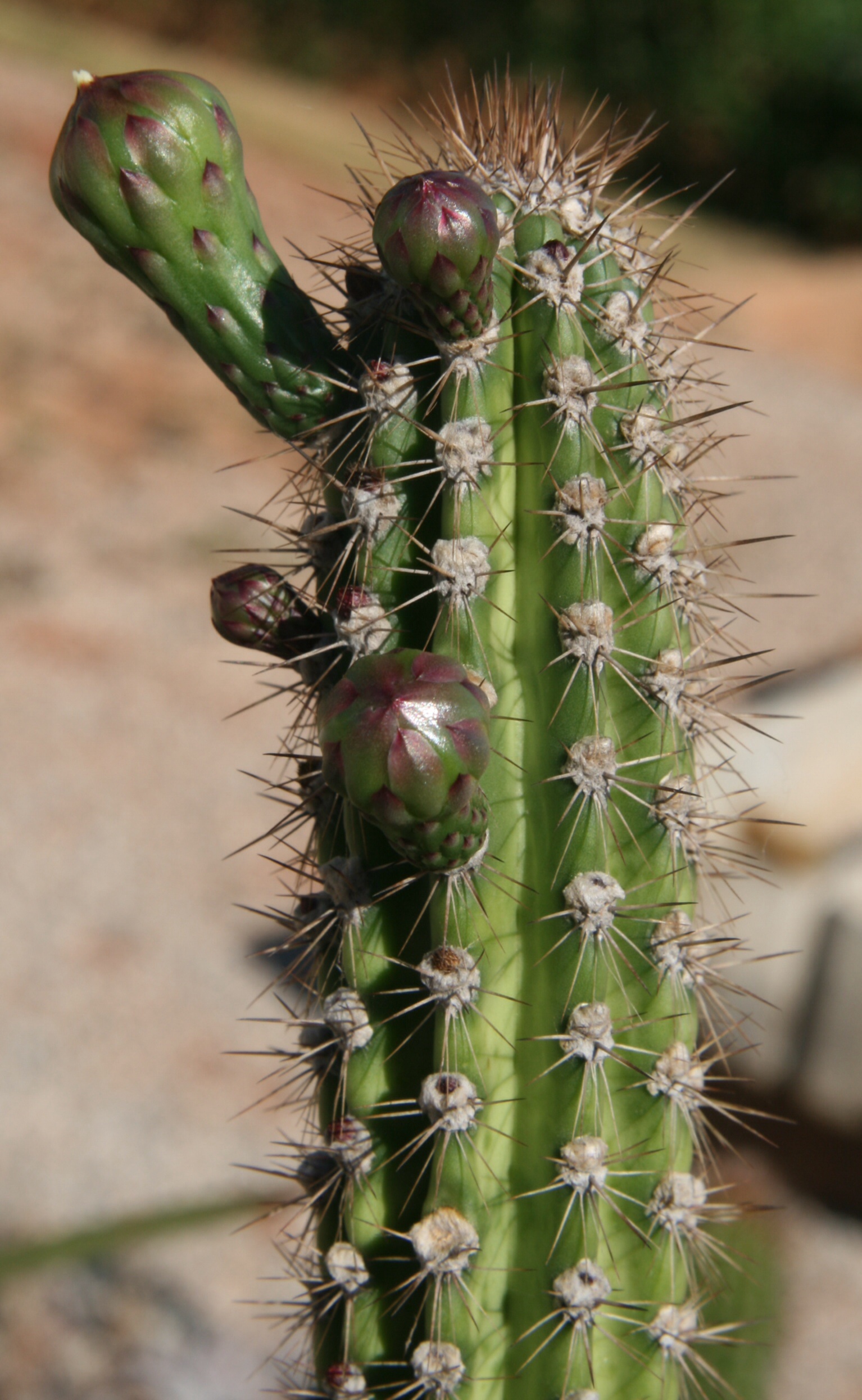 Imagem de referência relacionada a Praecereus, item descrito como género de plantas