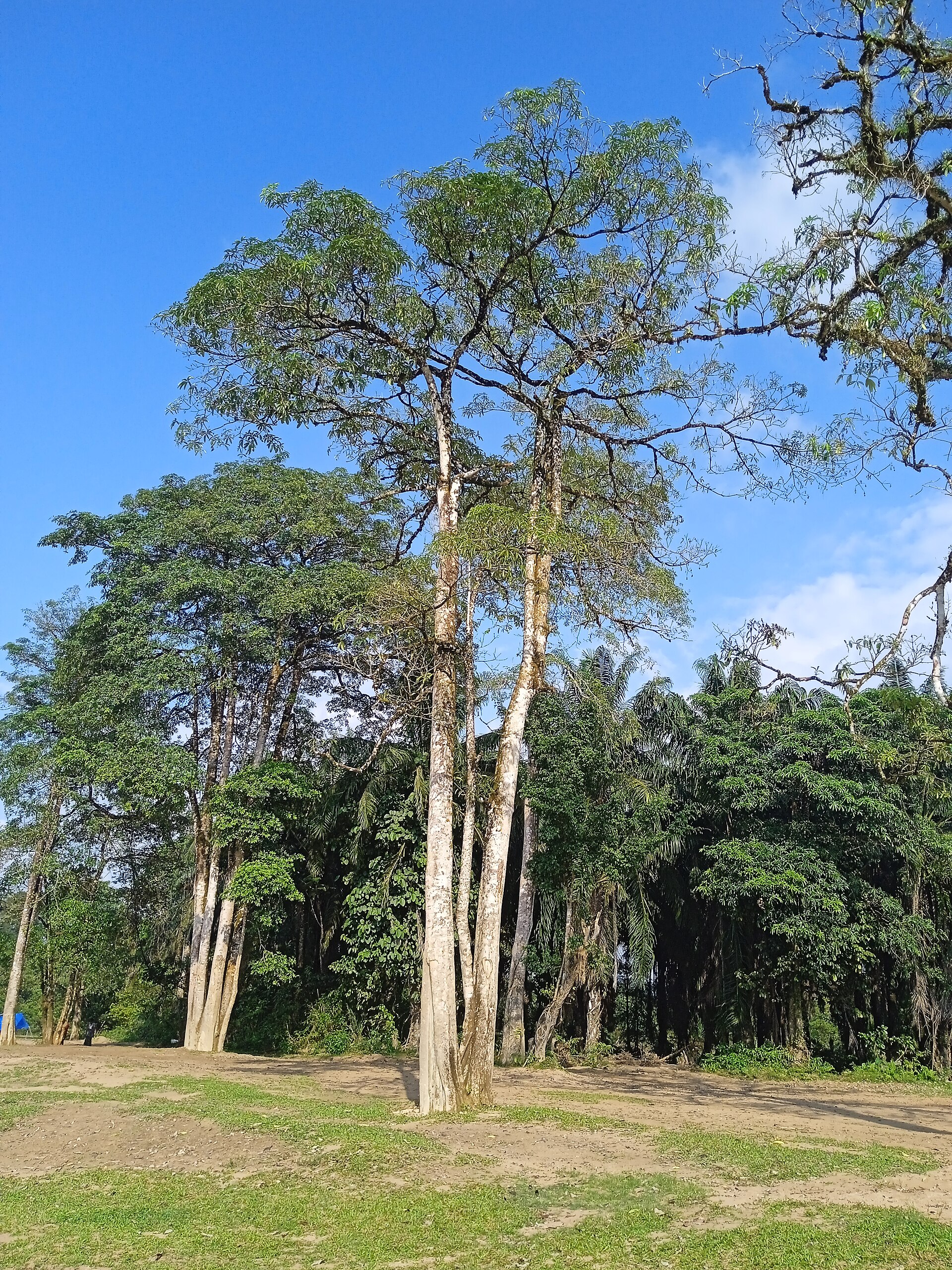 Imagem de referência relacionada a Alstonia scholaris, item descrito como registro de referência sobre Alstonia scholaris, organizado a partir de dados estruturados abertos