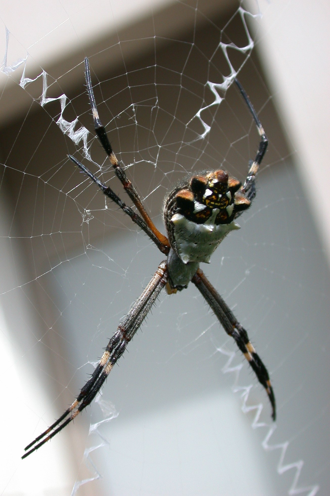 Imagem de referência relacionada a Aranha-de-prata, item descrito como espécie de aracnídeo
