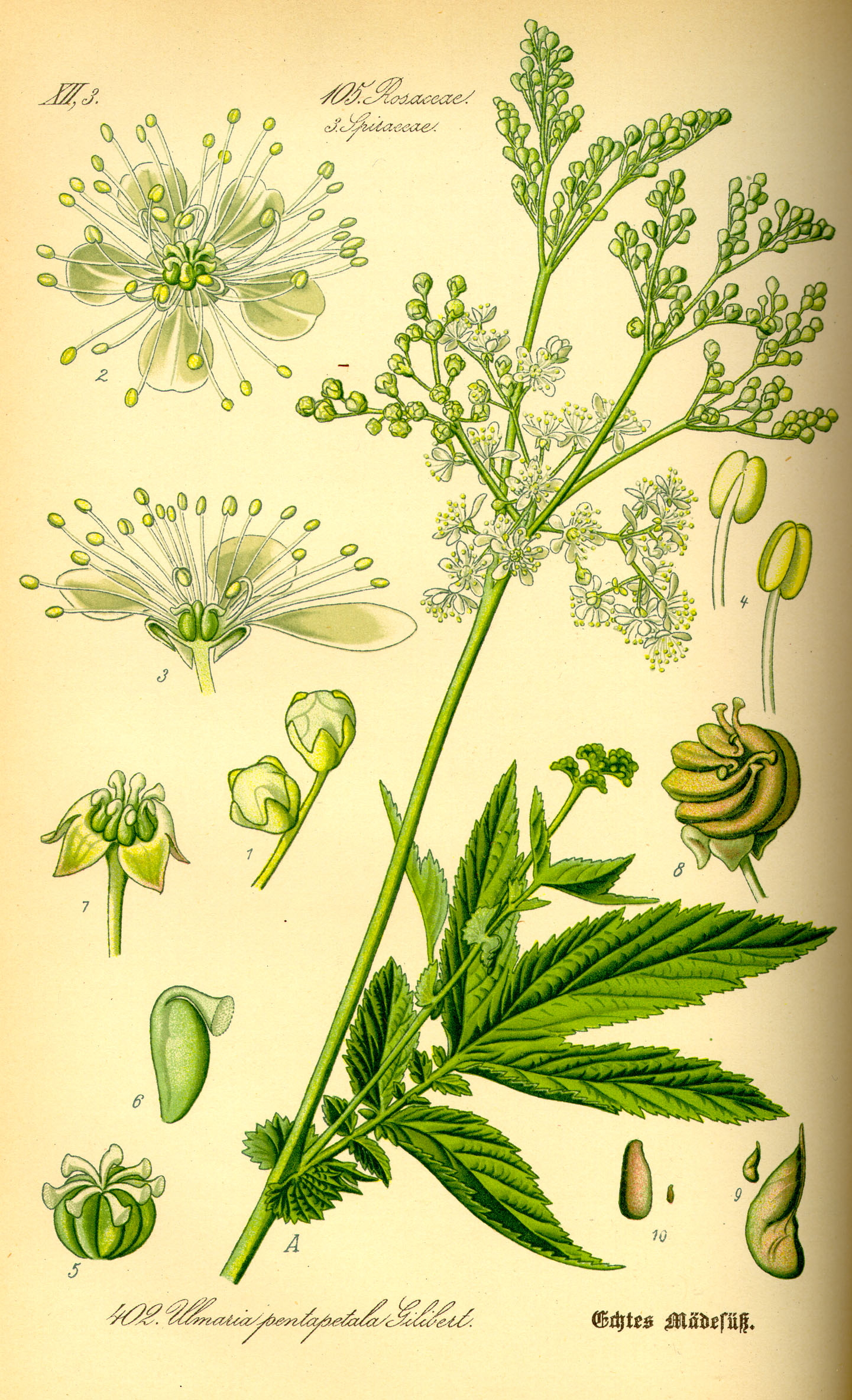 Imagem de referência relacionada a Filipendula, item descrito como género de plantas