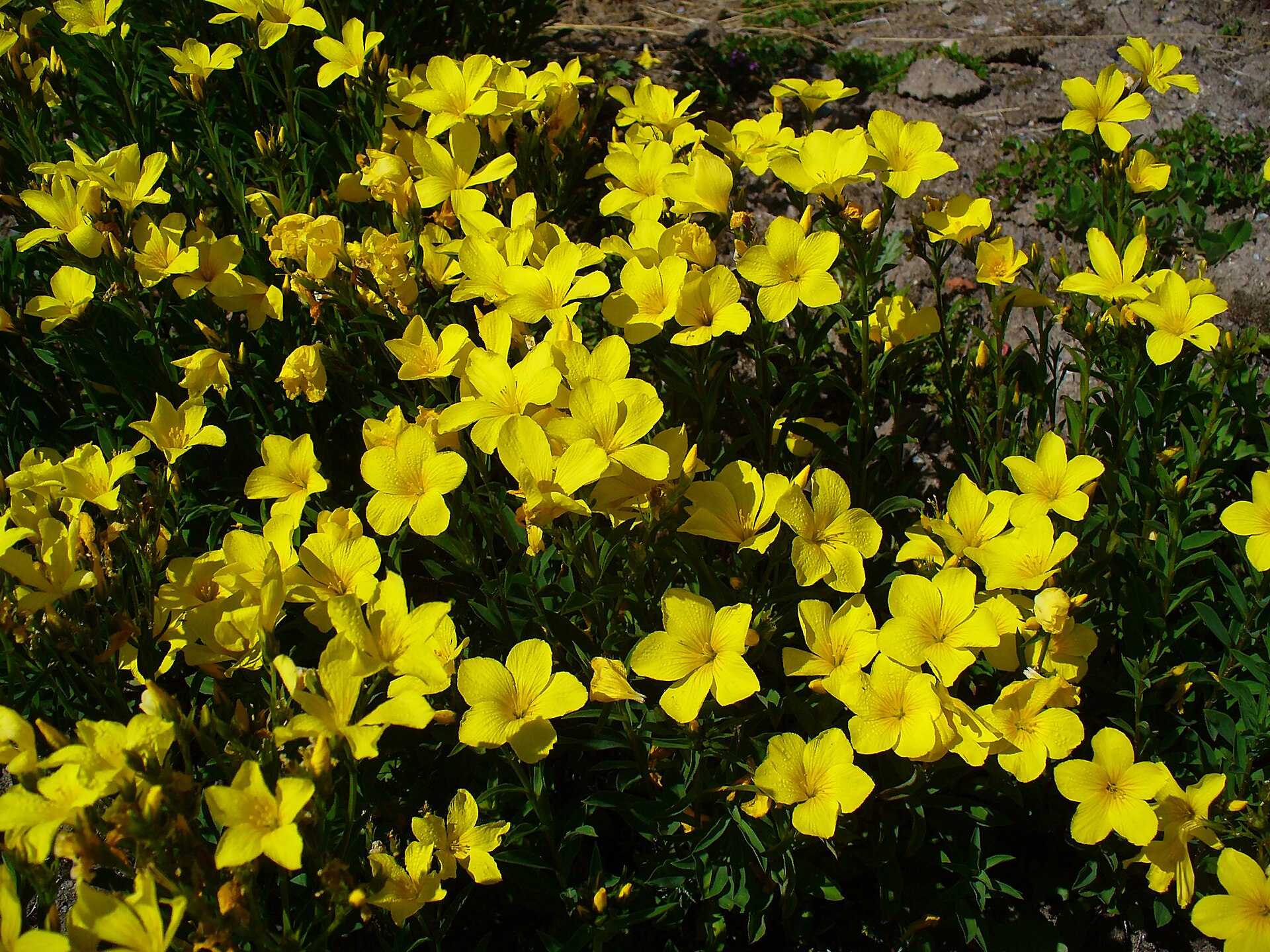 Imagem de referência relacionada a Linum, item descrito como género de plantas