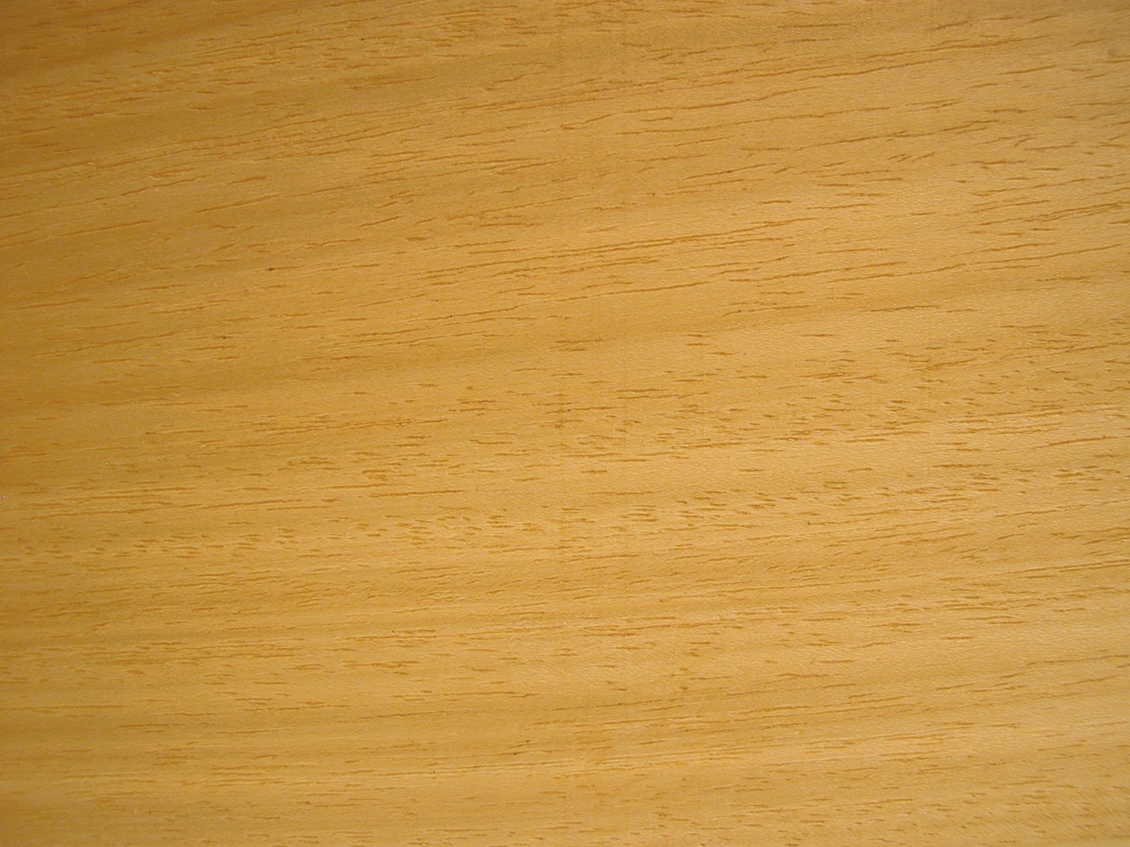 Imagem de referência relacionada a Triplochiton scleroxylon, item descrito como registro de referência sobre Triplochiton scleroxylon, organizado a partir de dados estruturados abertos