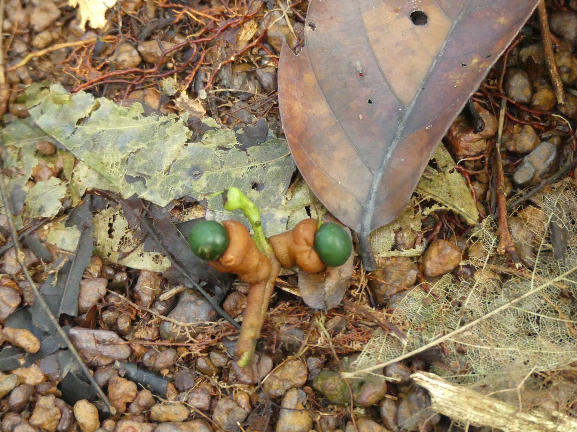 Imagem de referência relacionada a Rhabdodendron, item descrito como género de plantas