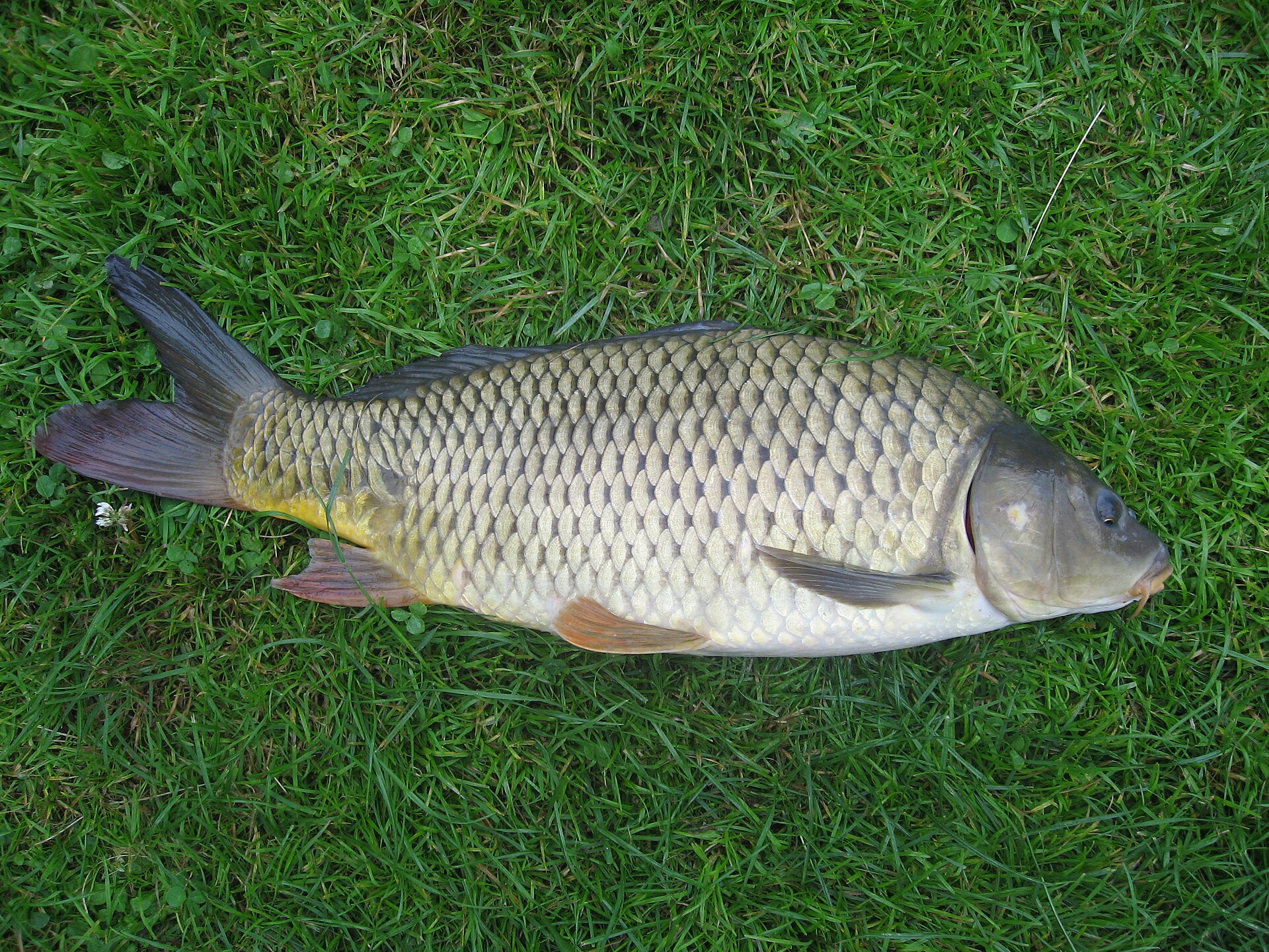 Imagem de referência relacionada a Cyprinidae, item descrito como família de peixes