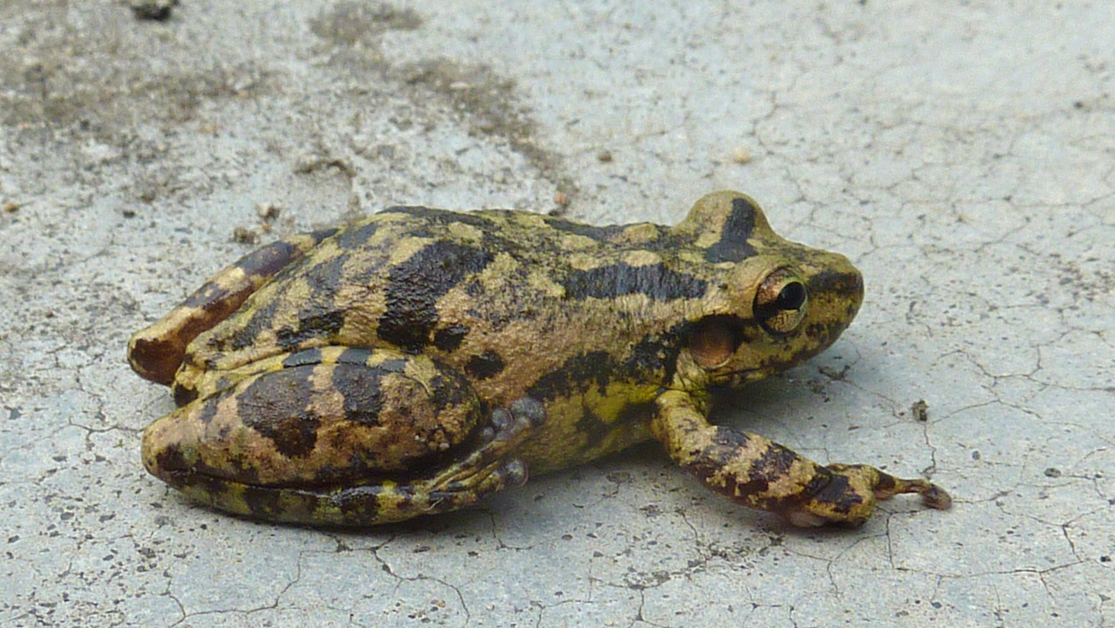 Imagem de referência relacionada a Scinax eurydice, item descrito como espécie de anfíbio