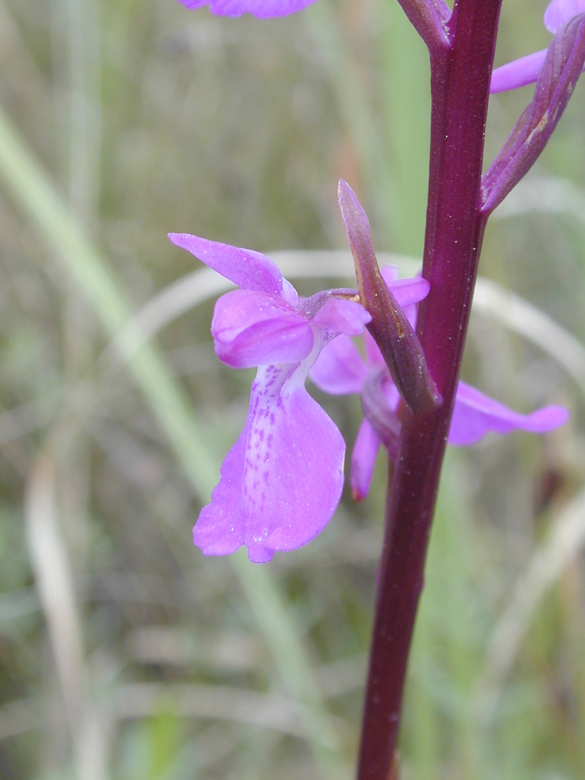 Imagem de referência relacionada a Anacamptis palustris, item descrito como registro de referência sobre Anacamptis palustris, organizado a partir de dados estruturados abertos