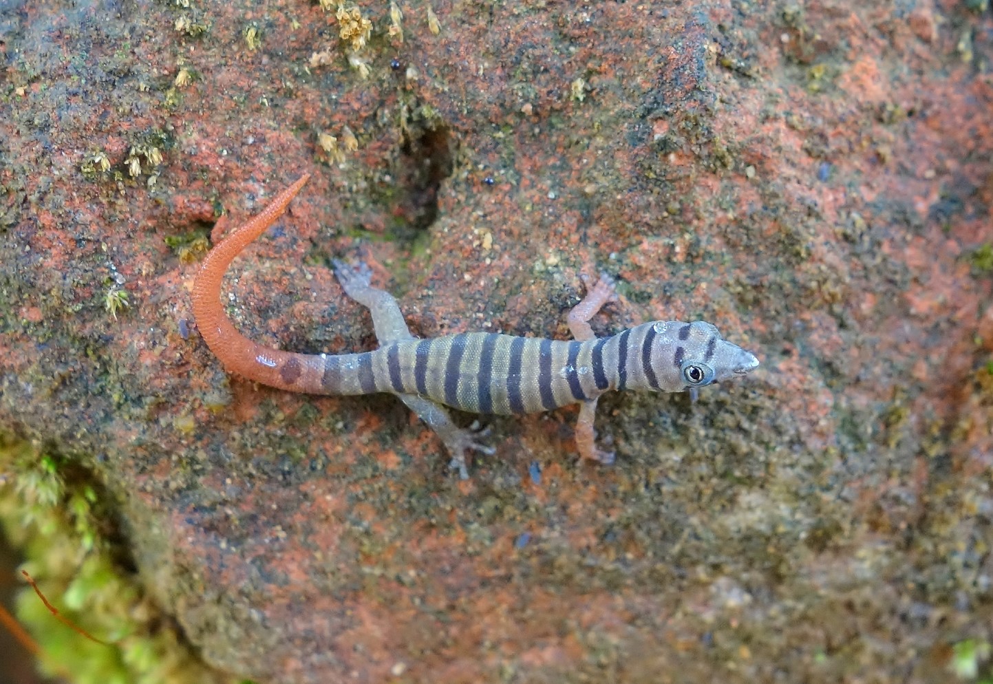 Imagem de referência relacionada a Sphaerodactylus elegans, item descrito como registro de referência sobre Sphaerodactylus elegans, organizado a partir de dados estruturados abertos