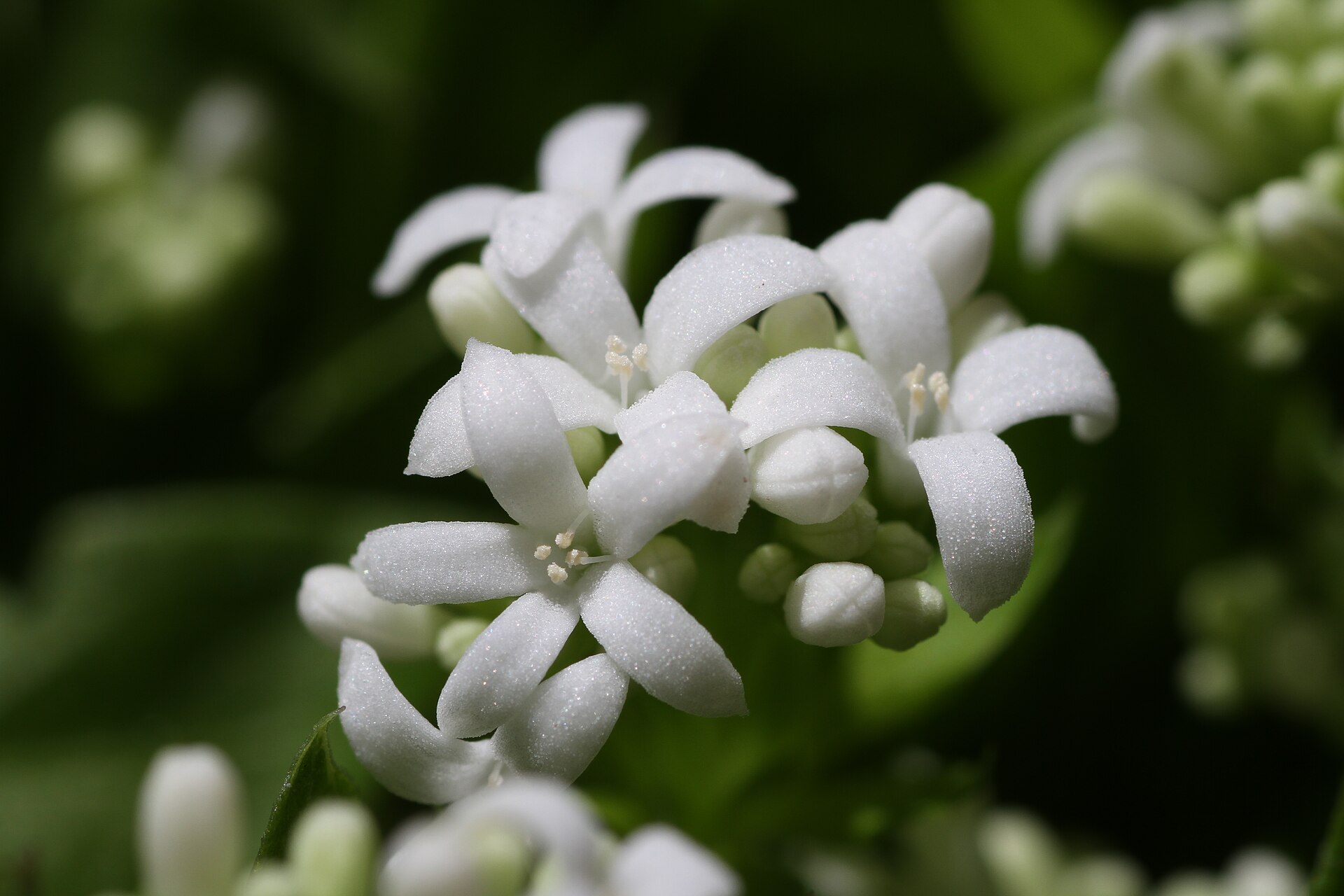 Imagem de referência relacionada a Galium odoratum, item descrito como espécie de planta