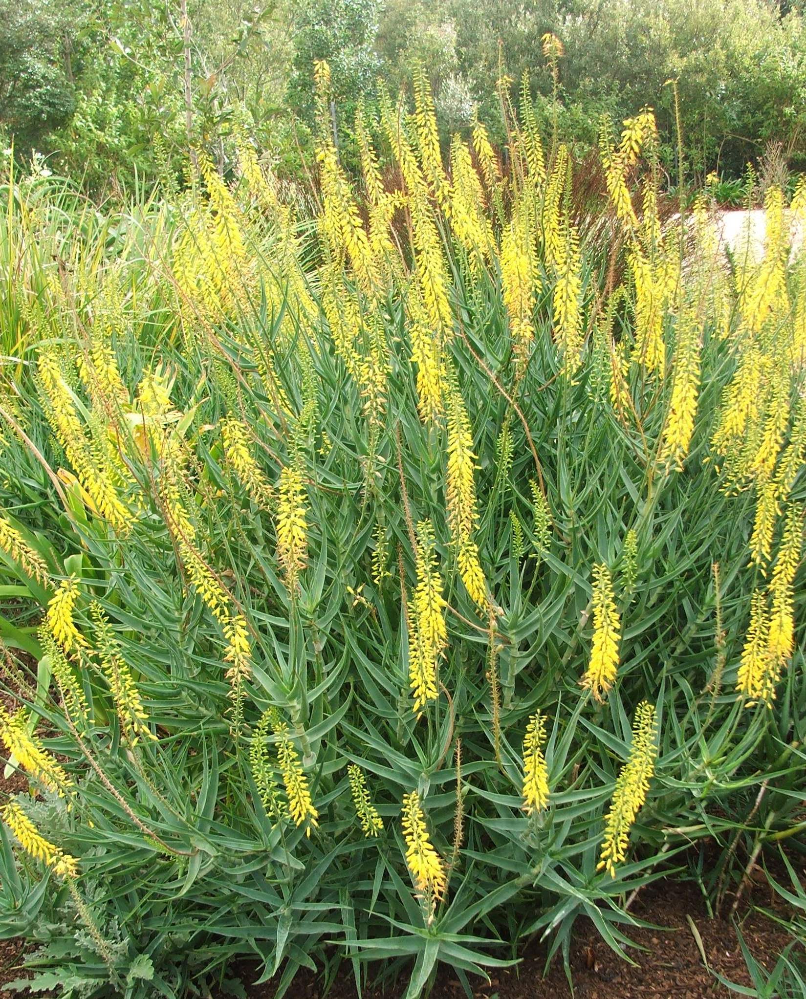 Imagem de referência relacionada a Aloe tenuior, item descrito como espécie de planta florida