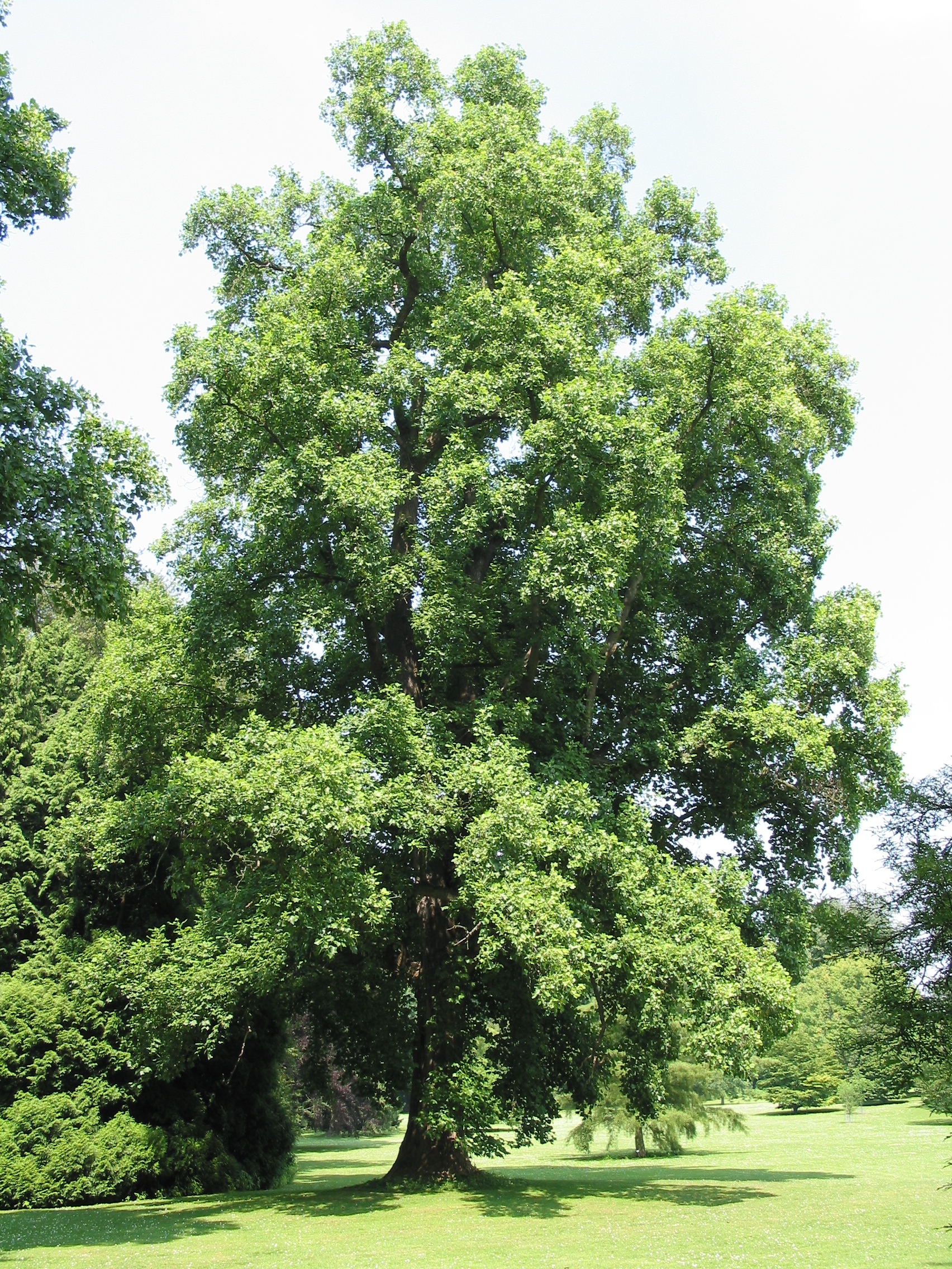 Imagem de referência relacionada a Magnoliaceae, item descrito como família de plantas dicotiledôneas