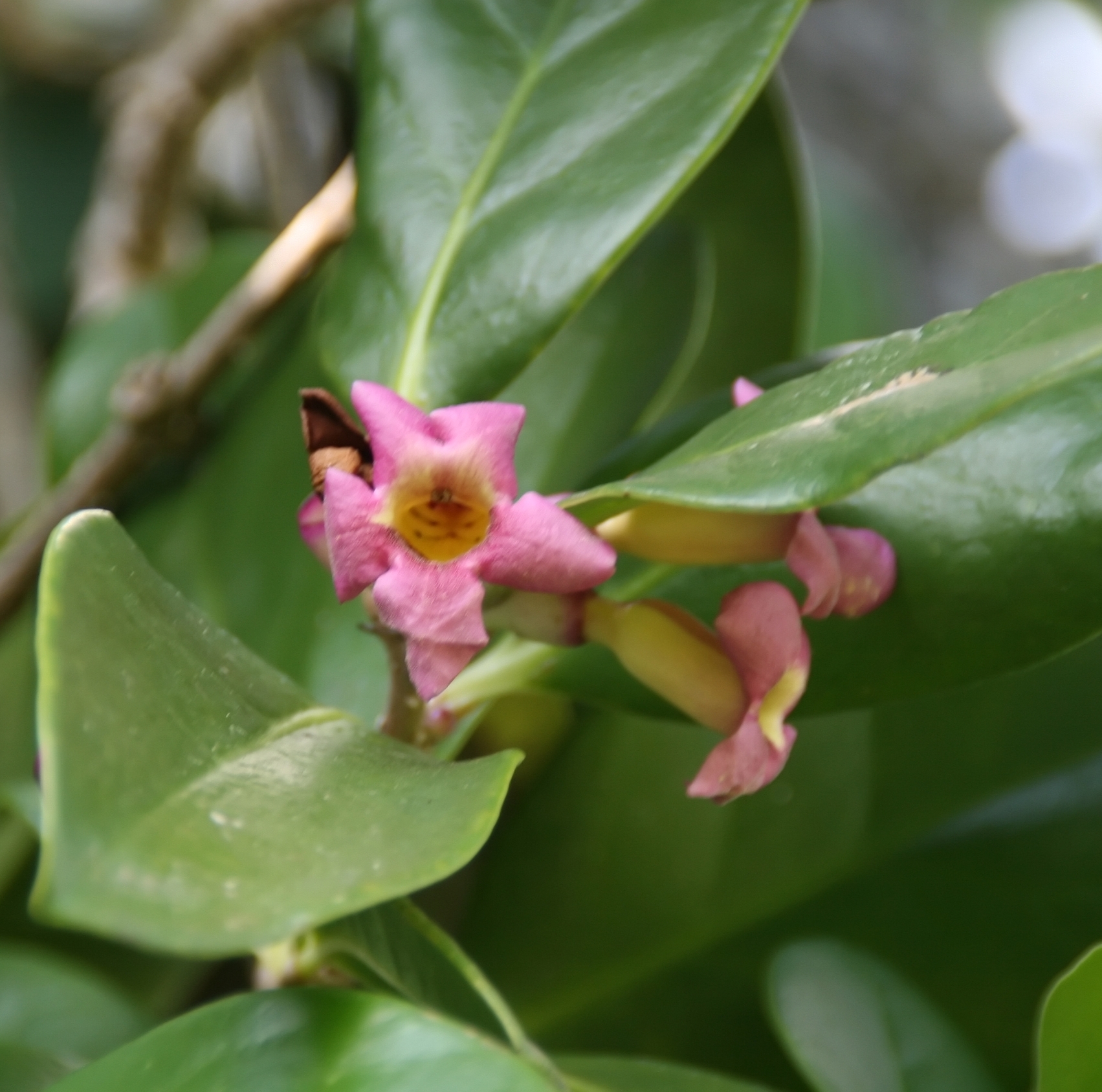 Imagem de referência relacionada a Schlegeliaceae, item descrito como família de plantas angiospérmicas