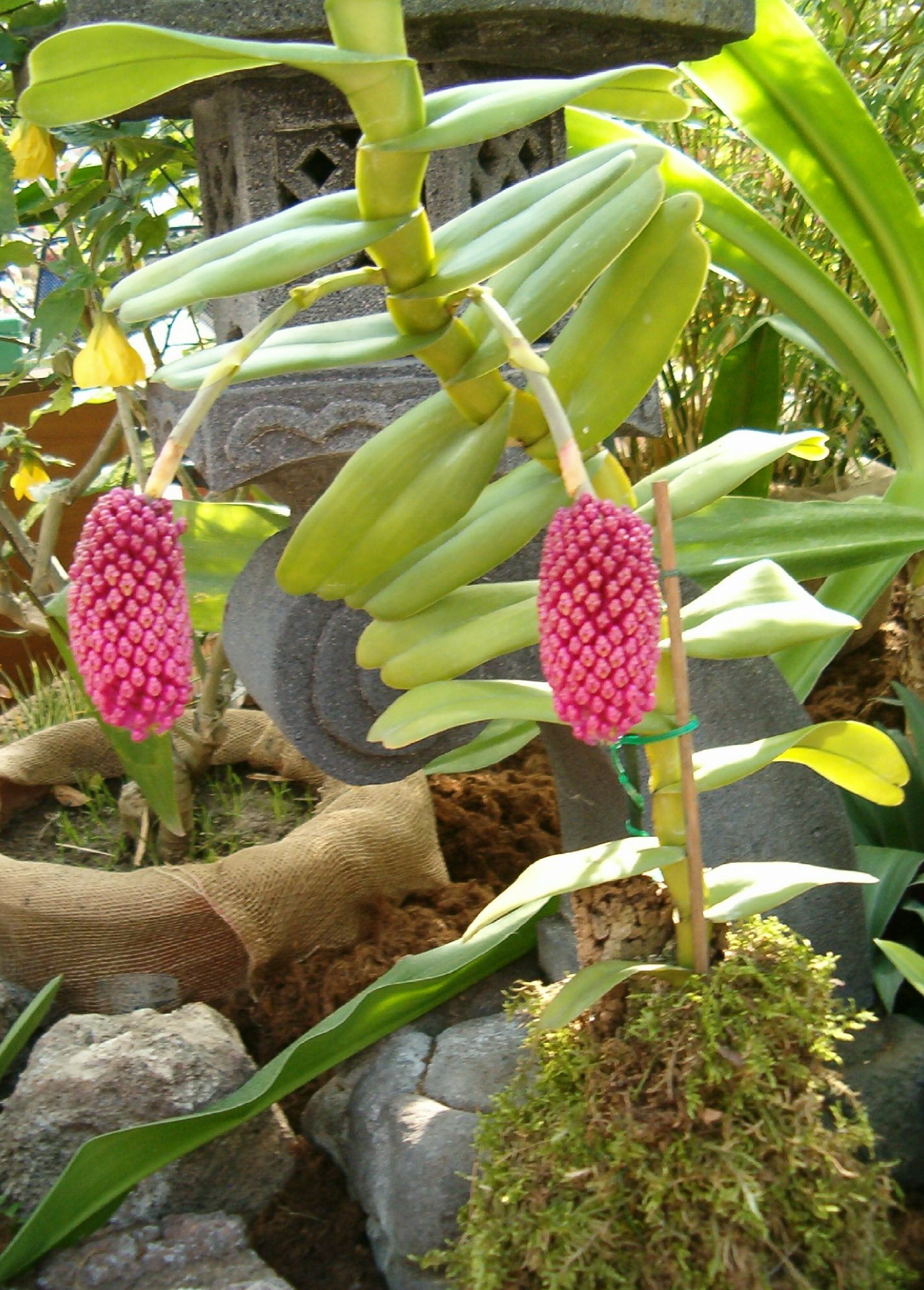 Imagem de referência relacionada a Abdominea, item descrito como género de plantas