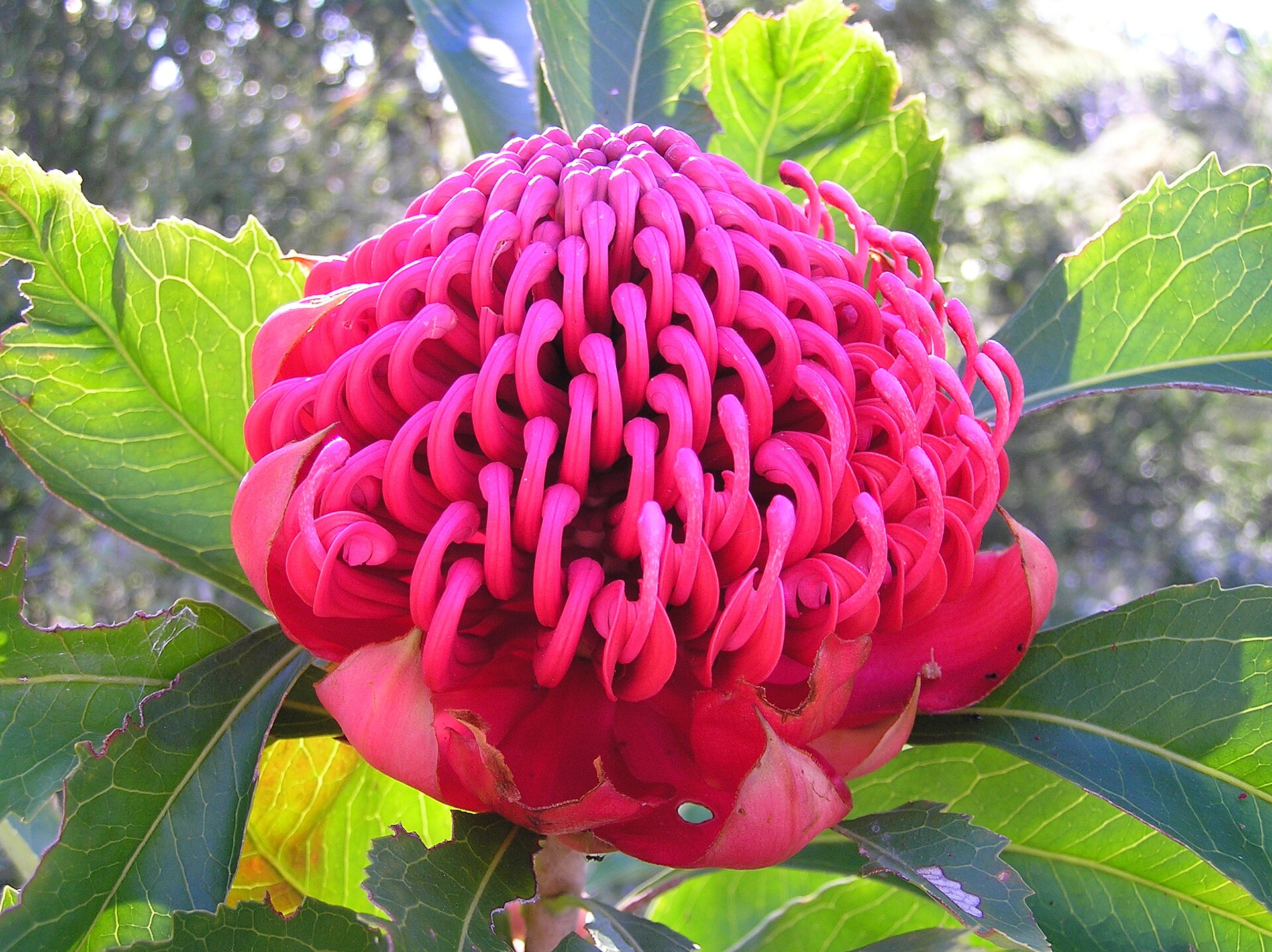 Imagem de referência relacionada a Telopea, item descrito como género de plantas