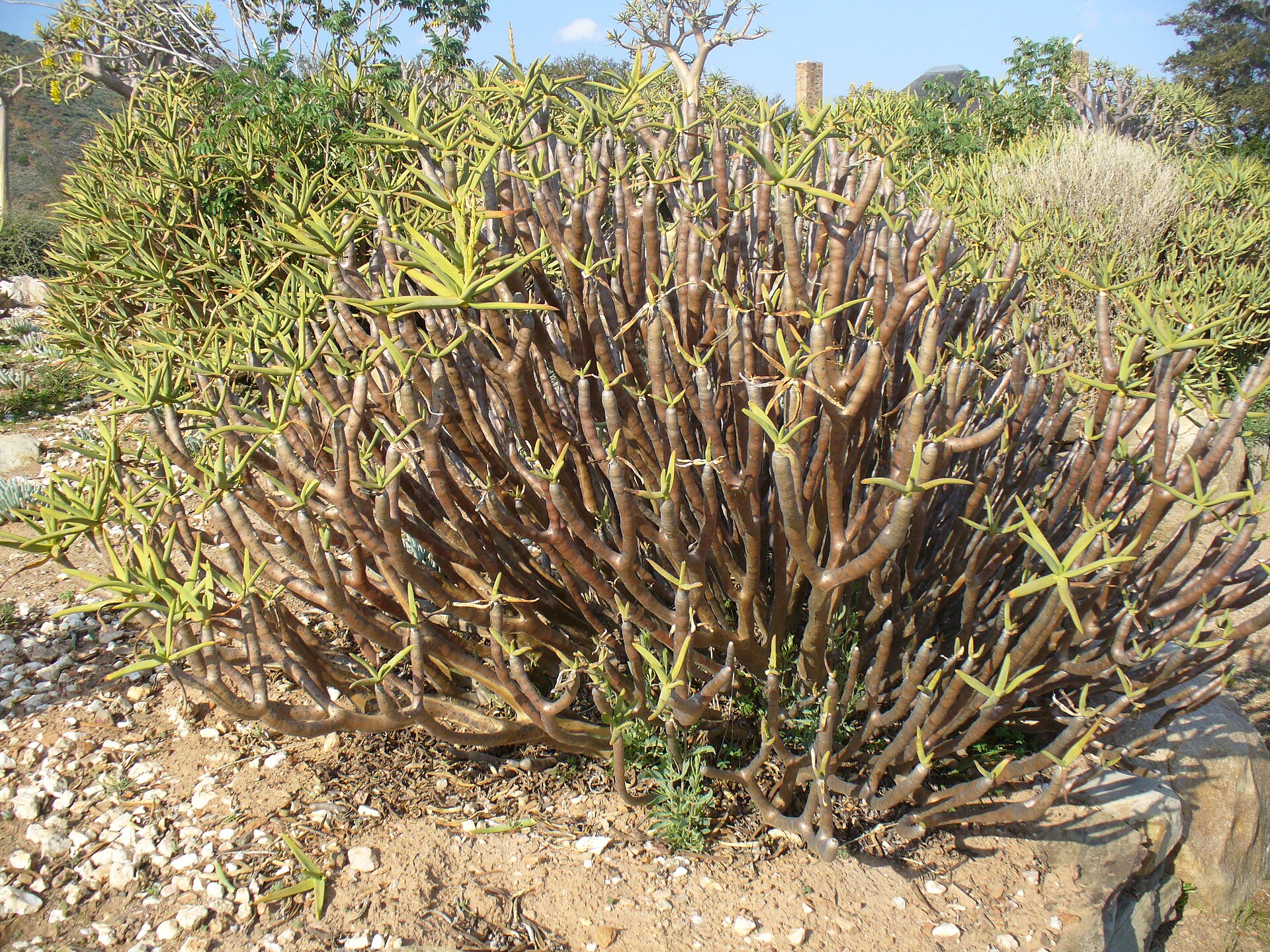 Imagem de referência relacionada a Aloe ramosissima, item descrito como espécie de planta