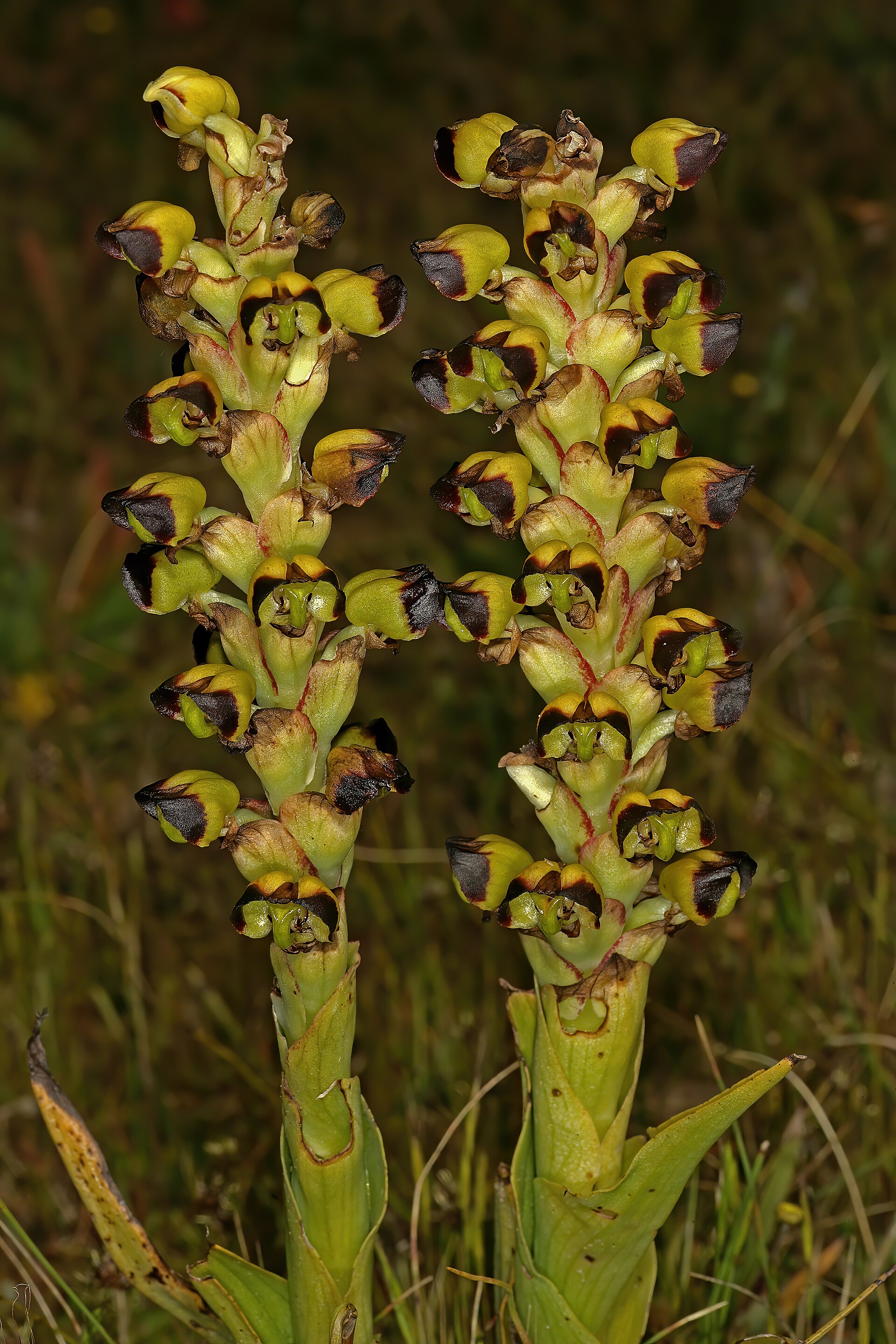 Imagem de referência relacionada a Corycium ingeanum, item descrito como espécie de planta
