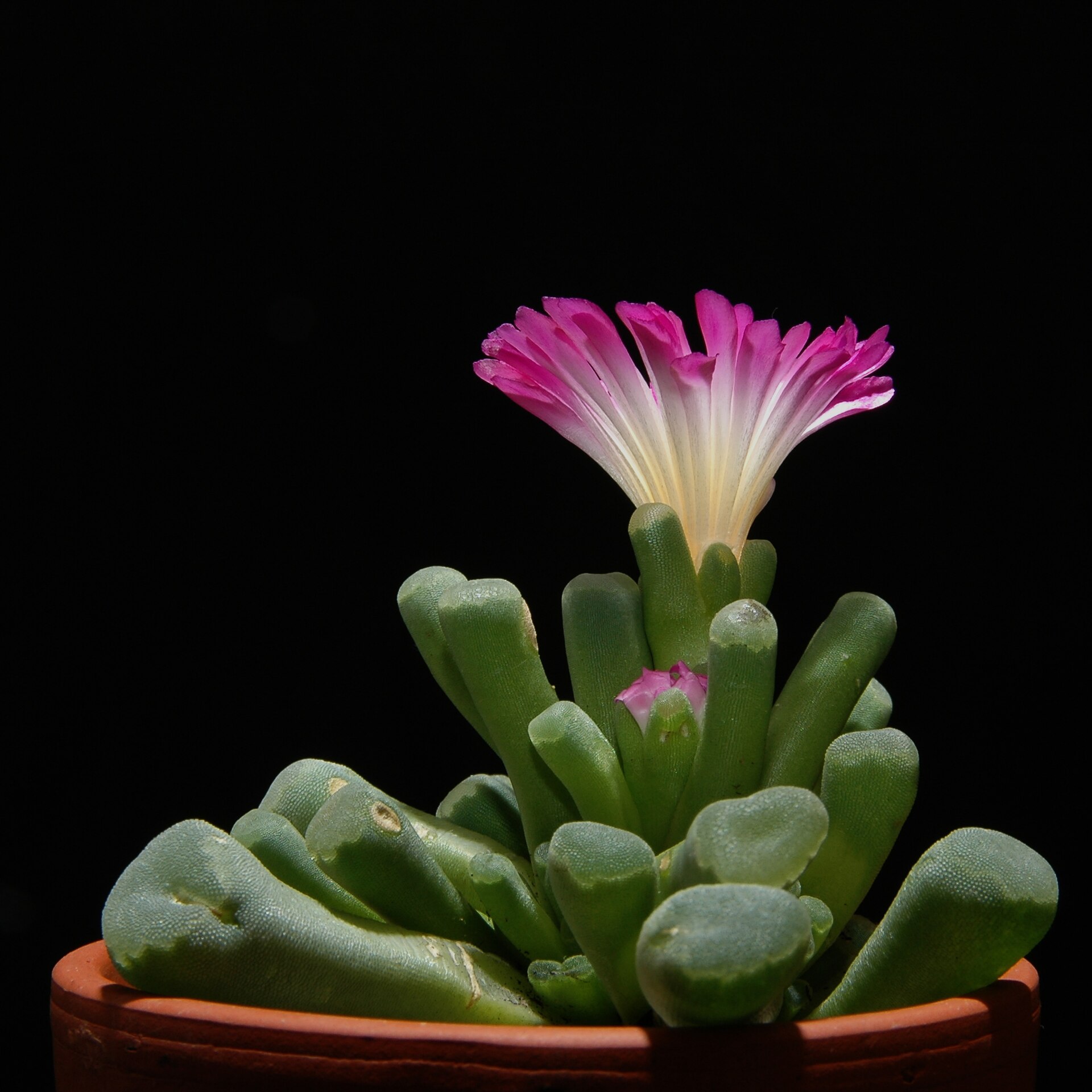 Imagem de referência relacionada a Frithia, item descrito como género de plantas