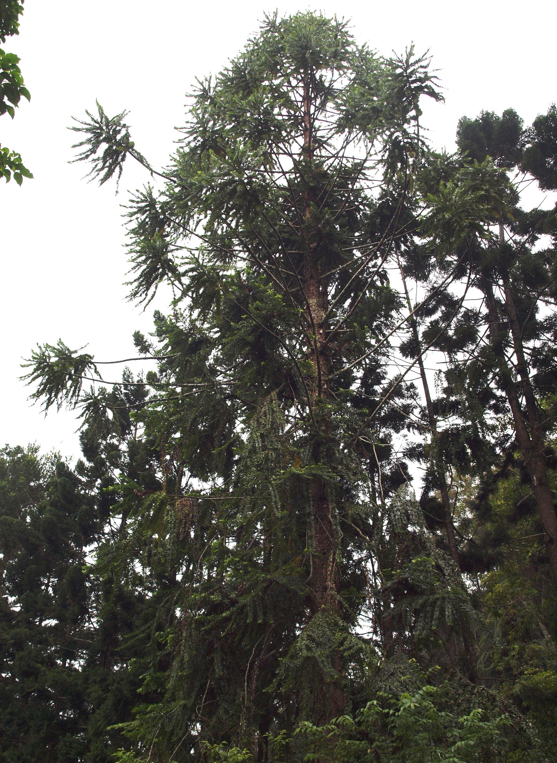 Imagem de referência relacionada a Araucaria hunsteinii, item descrito como espécie de planta