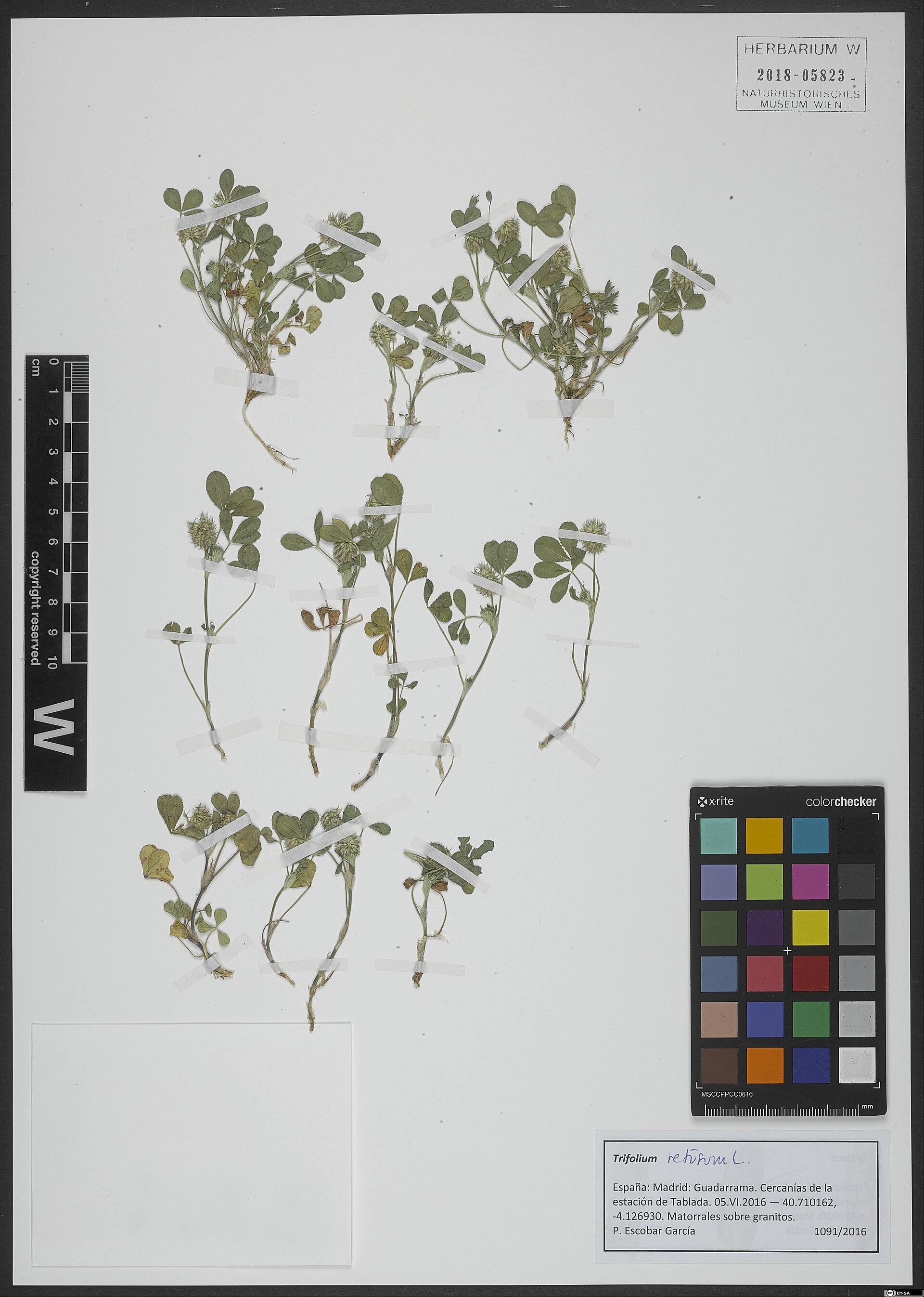 Imagem de referência relacionada a Trifolium retusum, item descrito como espécie de planta