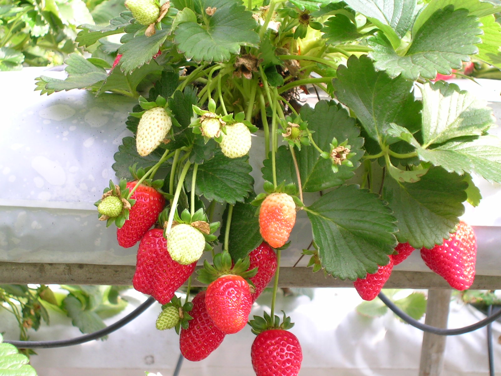 Imagem de referência relacionada a Morango, item descrito como pseudofruto originário da Europa, proveniente de planta rasteira de pequeno porte