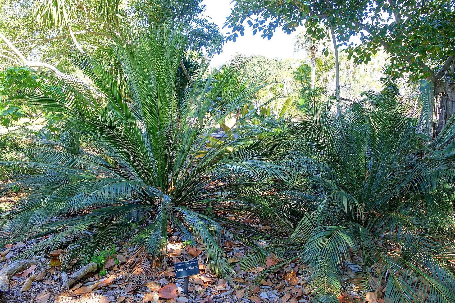 Imagem de referência relacionada a Cycas couttsiana, item descrito como espécie de planta