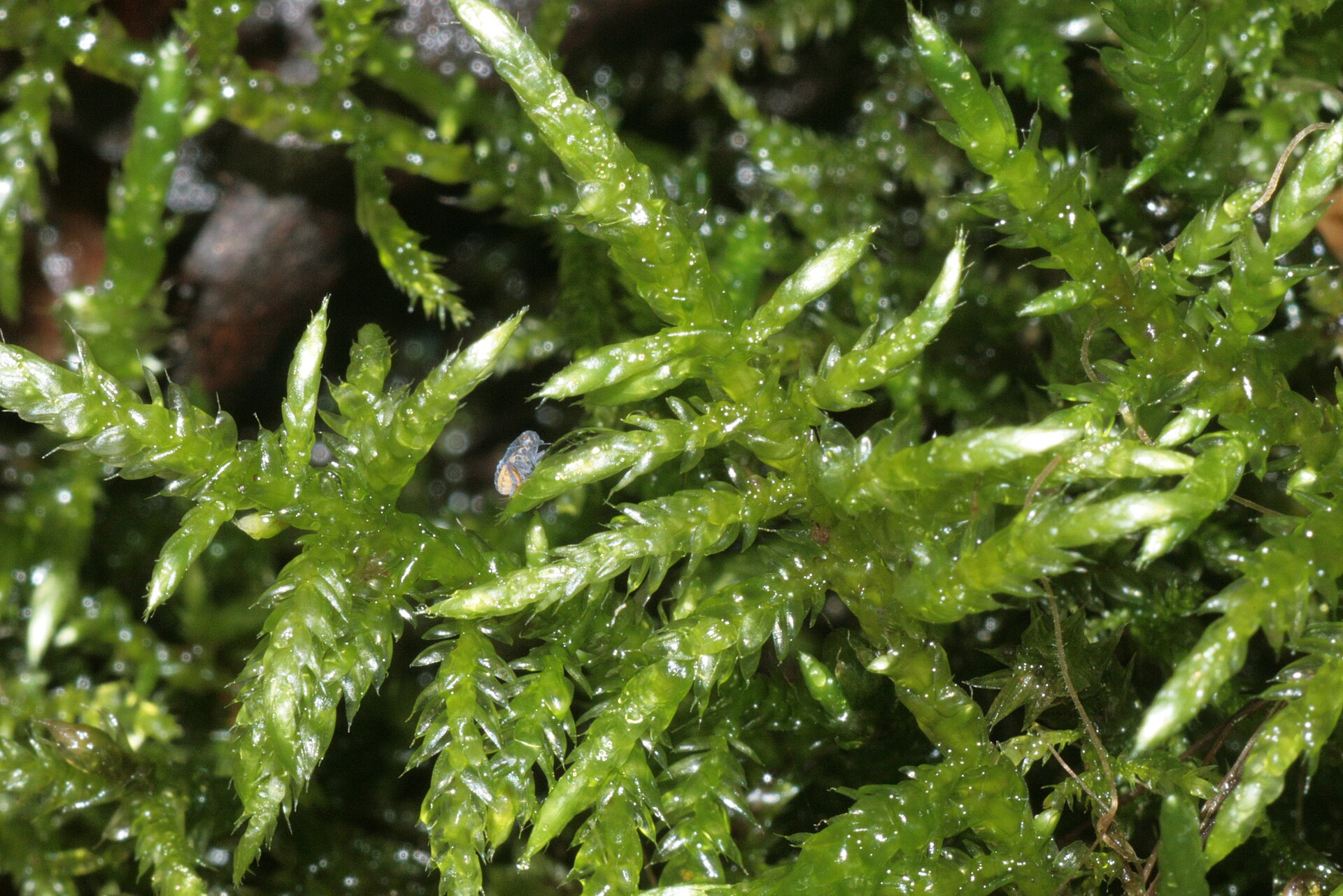 Imagem de referência relacionada a Cirriphyllum, item descrito como género de plantas