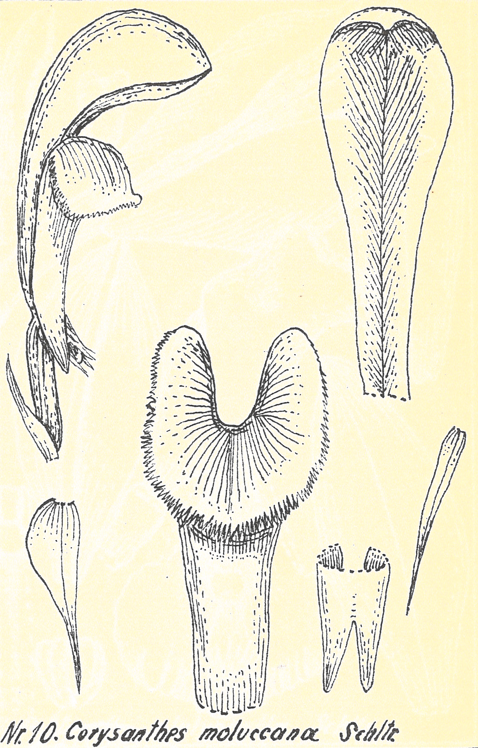 Imagem de referência relacionada a Corybas moluccanus, item descrito como espécie de planta