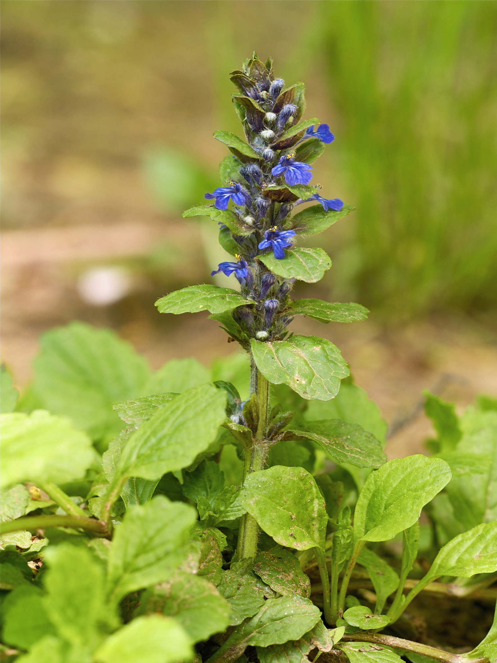 Imagem de referência relacionada a Ajuga, item descrito como género de plantas