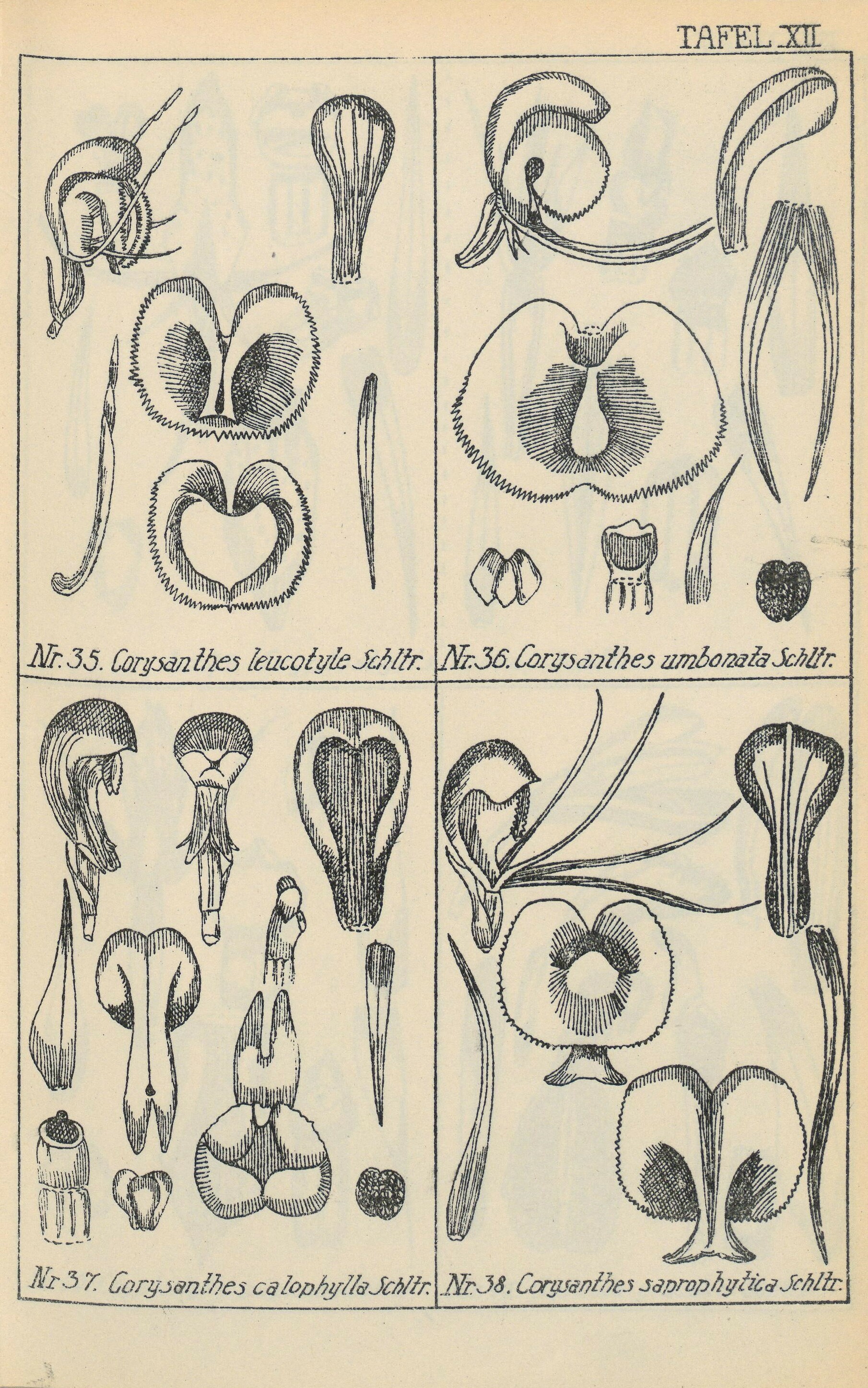 Imagem de referência relacionada a Corybas calophyllus, item descrito como espécie de planta
