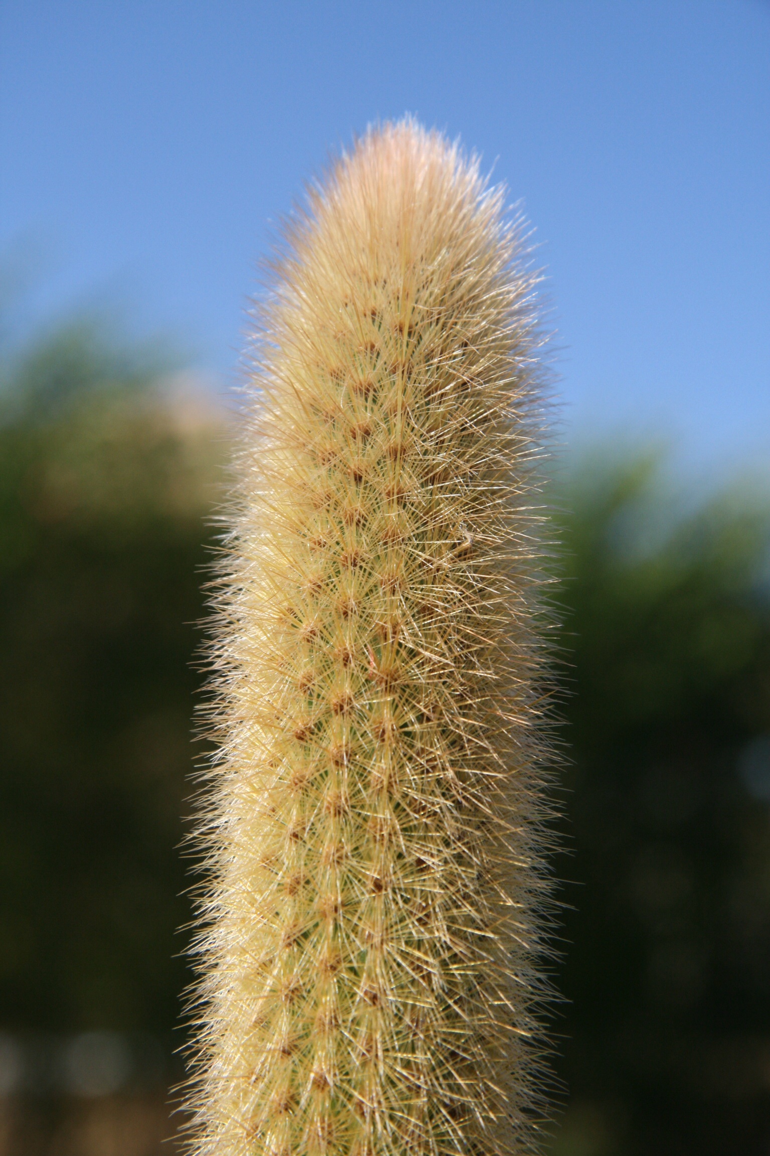 Imagem de referência relacionada a Arthrocereus, item descrito como género de plantas