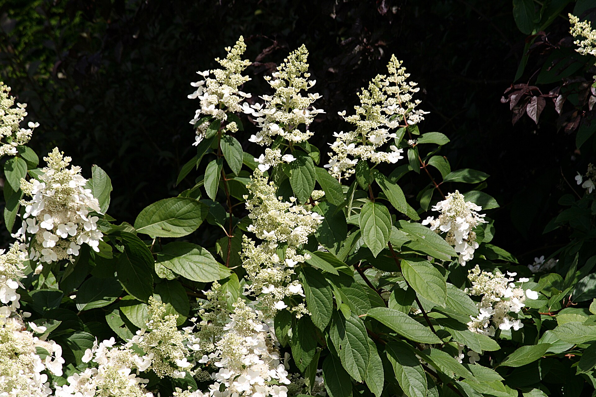 Imagem de referência relacionada a Hydrangea paniculata, item descrito como registro de referência sobre Hydrangea paniculata, organizado a partir de dados estruturados abertos