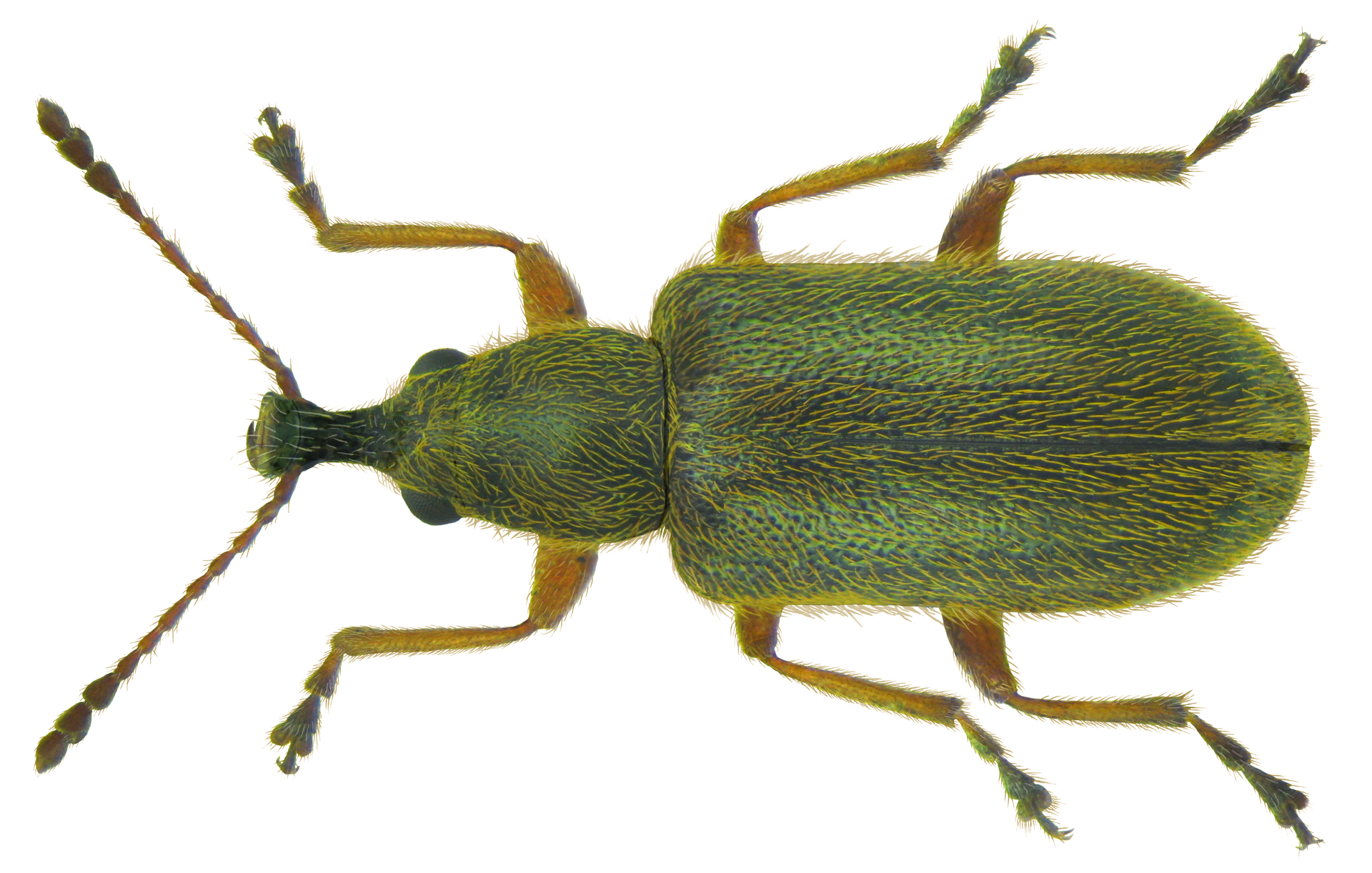 Imagem de referência relacionada a Nemonychidae, item descrito como família de insetos