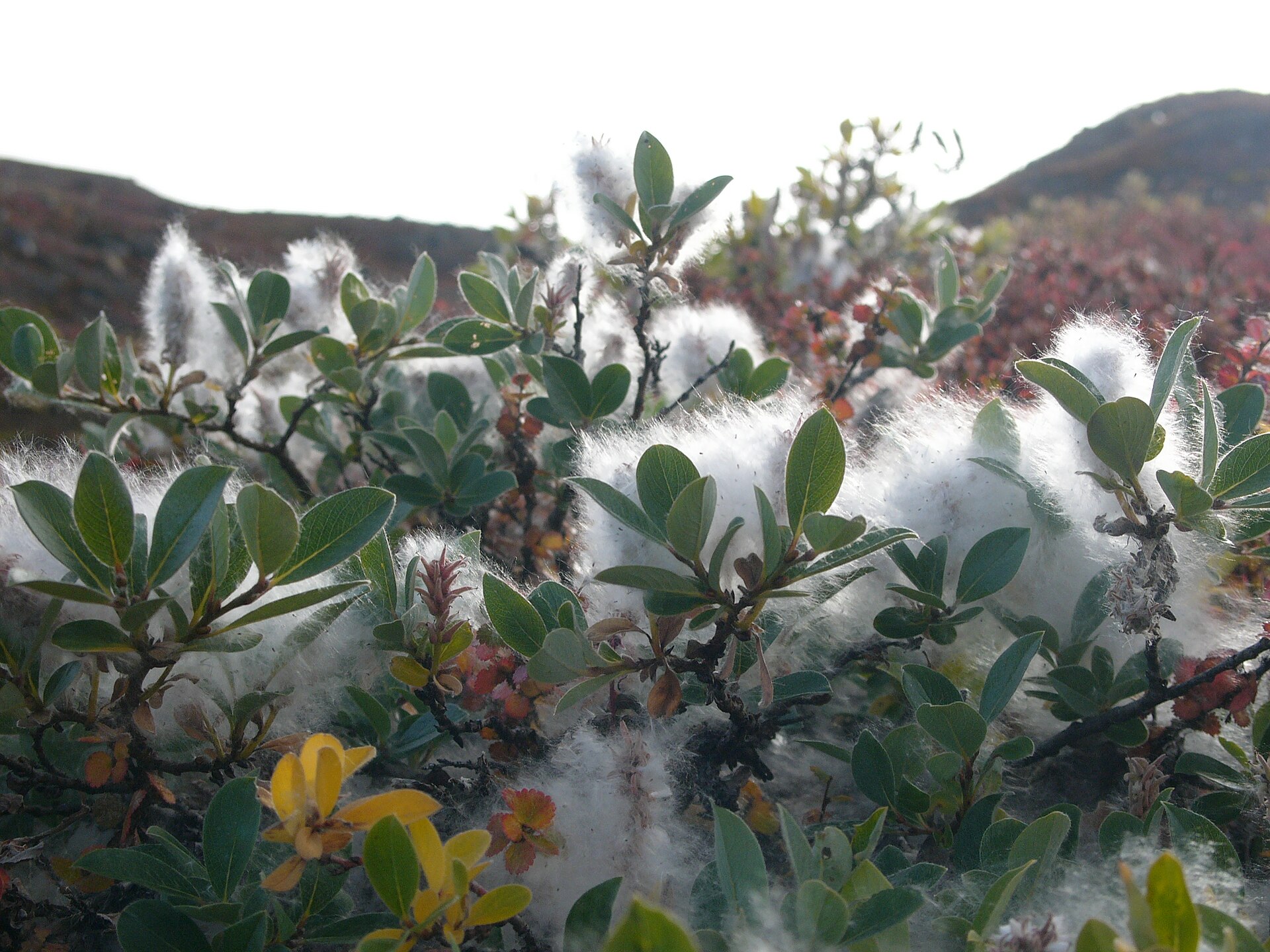 Imagem de referência relacionada a Salix glauca, item descrito como registro de referência sobre Salix glauca, organizado a partir de dados estruturados abertos