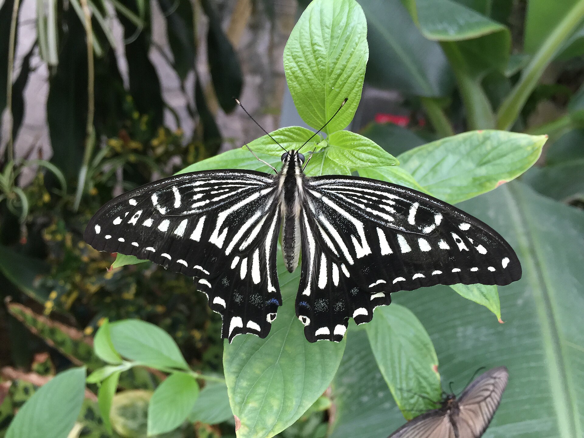 Imagem de referência de borboleta, descrito nos dados abertos como insetos lepidópteros