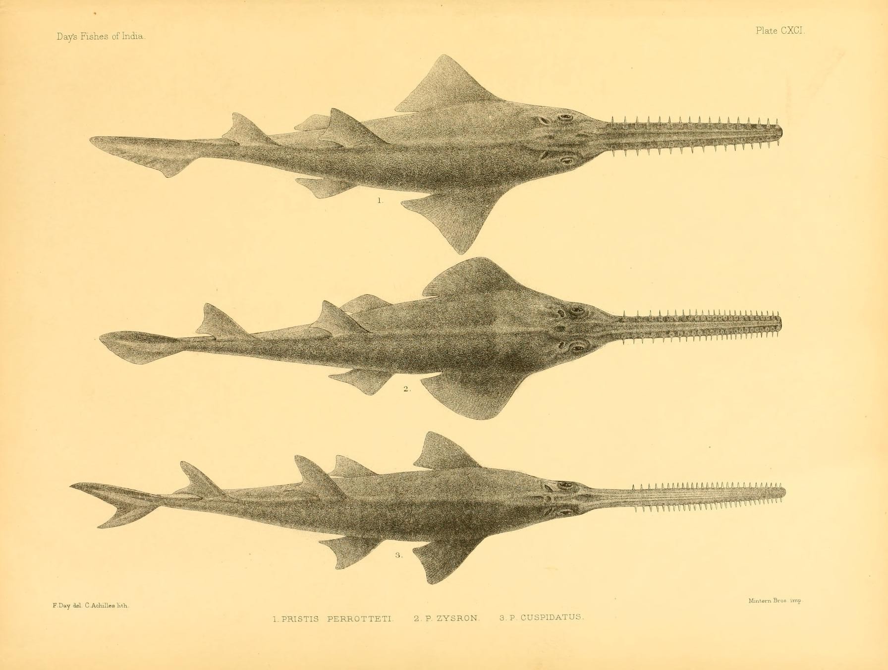 Imagem de referência relacionada a Anoxypristis cuspidata, item descrito como espécie de peixe cartilaginoso