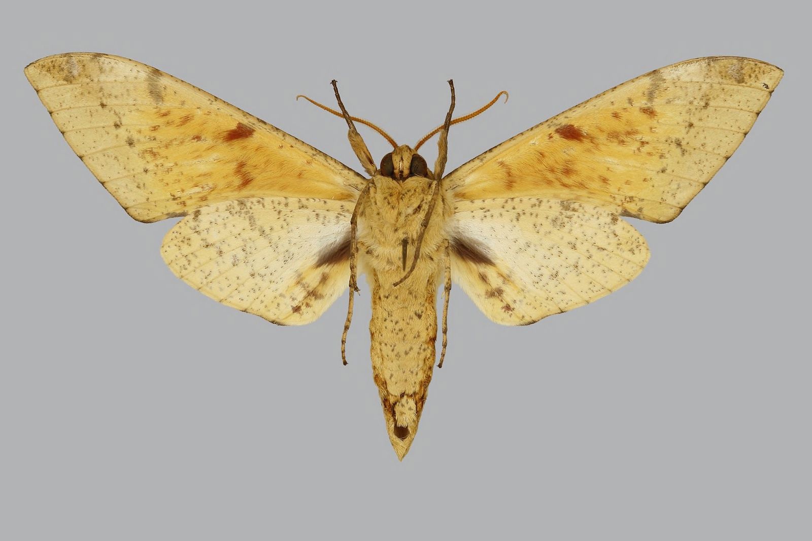 Imagem de referência relacionada a Platysphinx piabilis, item descrito como espécie de inseto