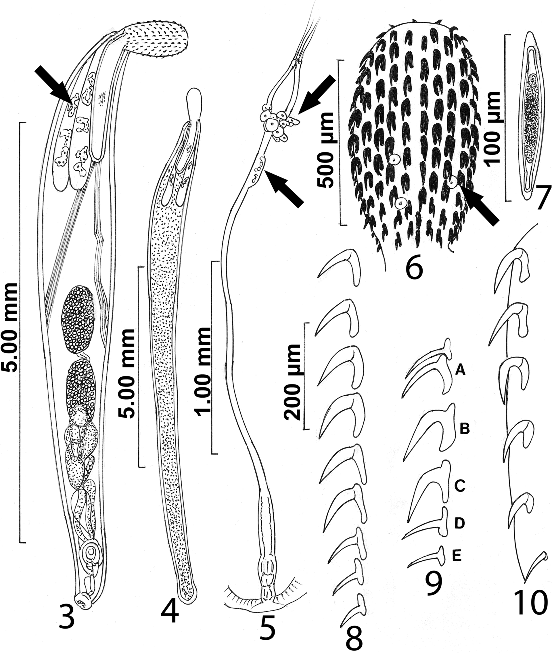 Imagem de referência relacionada a Echinorhynchidae, item descrito como registro de referência sobre Echinorhynchidae, organizado a partir de dados estruturados abertos