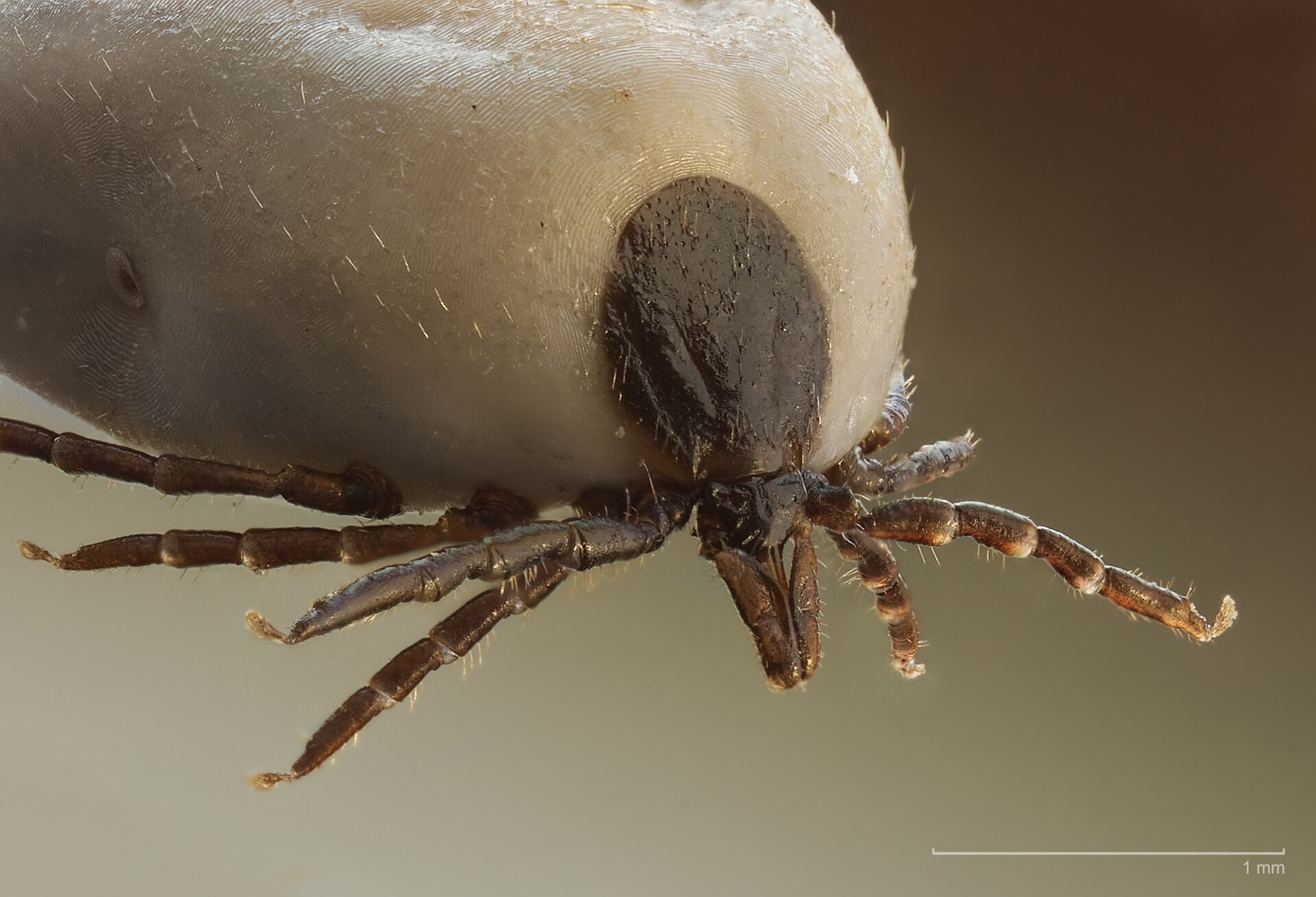 Imagem de referência relacionada a Ixodes ricinus, item descrito como registro de referência sobre Ixodes ricinus, organizado a partir de dados estruturados abertos