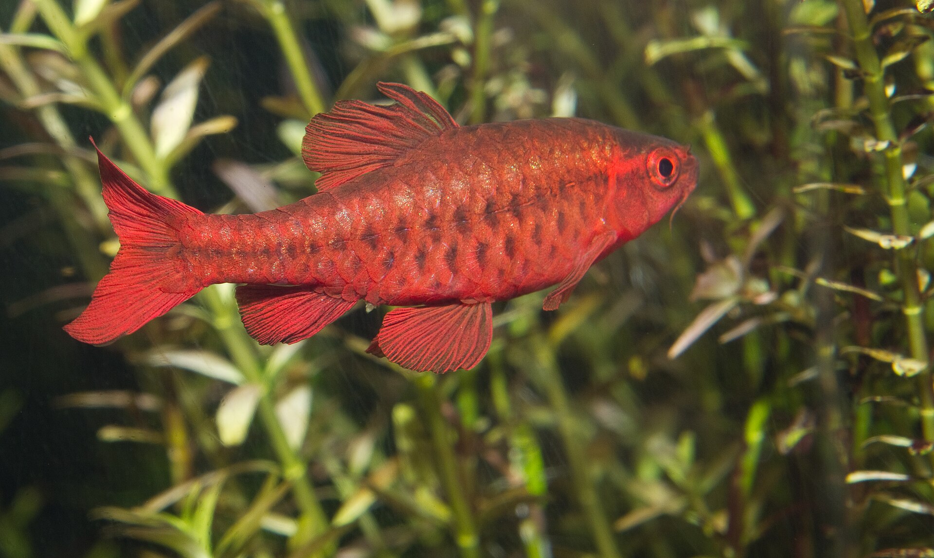 Imagem de referência relacionada a Capoeta, item descrito como género de peixes