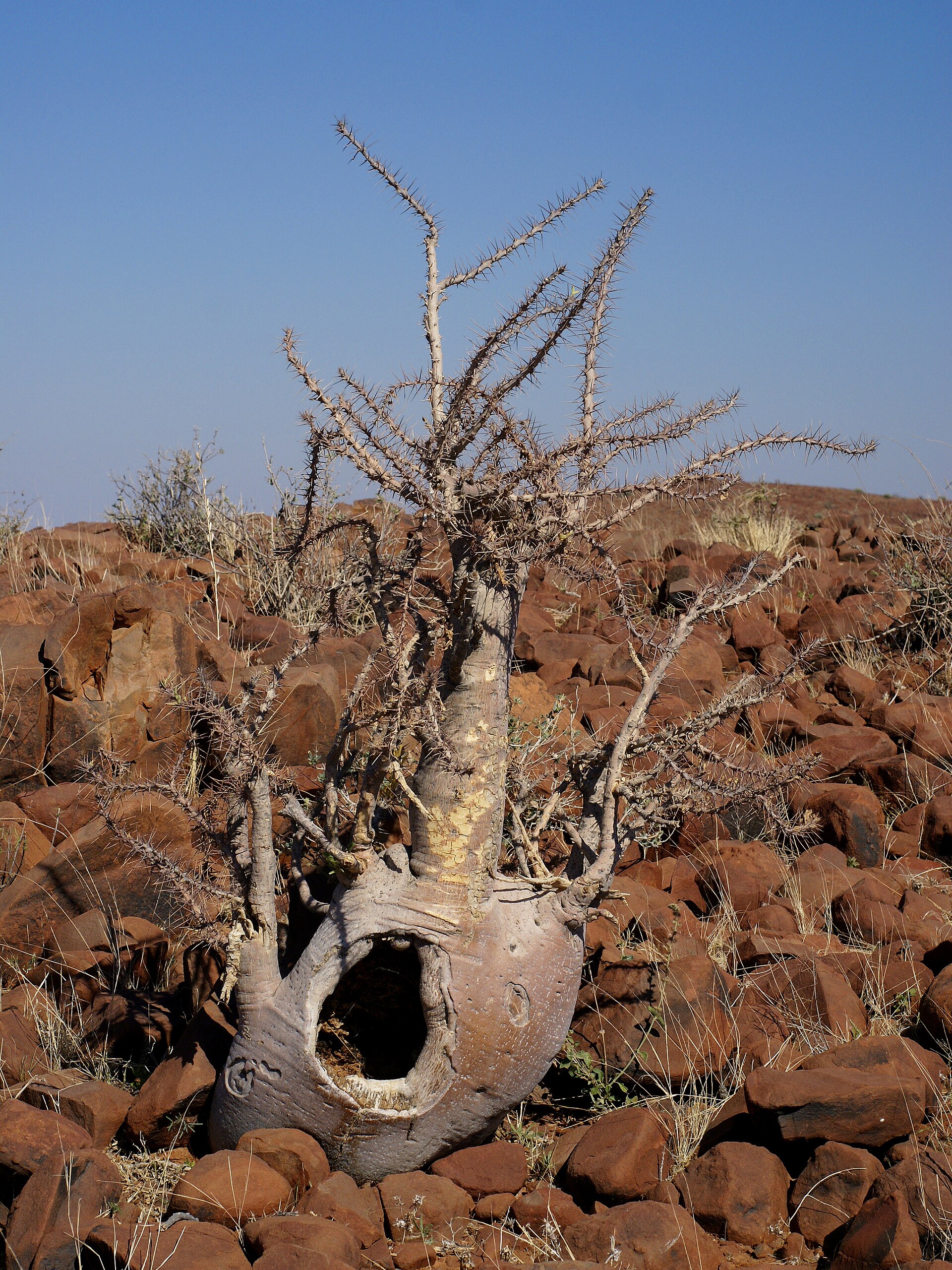 Imagem de referência relacionada a Pachypodium, item descrito como género de plantas