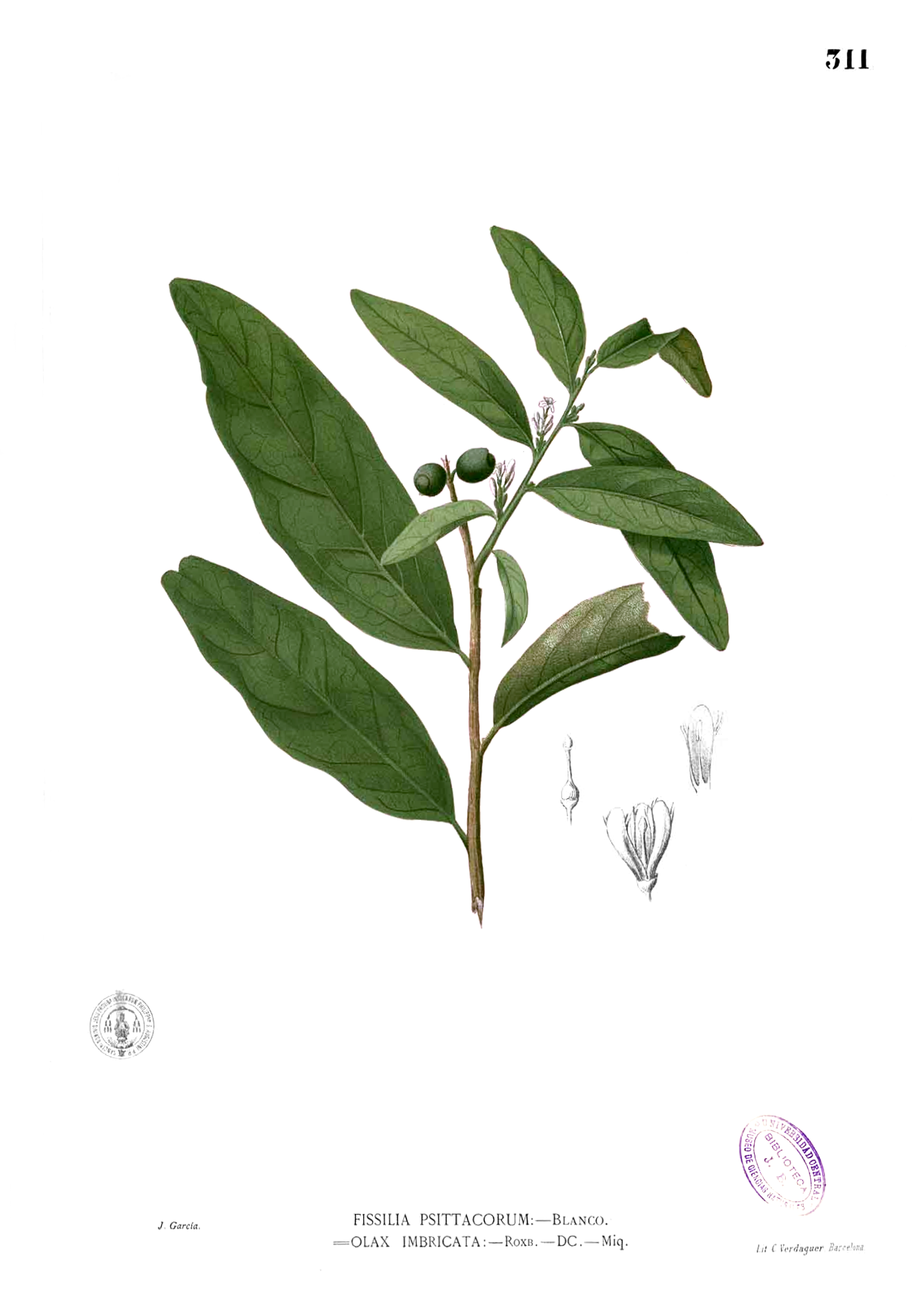 Imagem de referência relacionada a Olacaceae, item descrito como família de plantas floridas