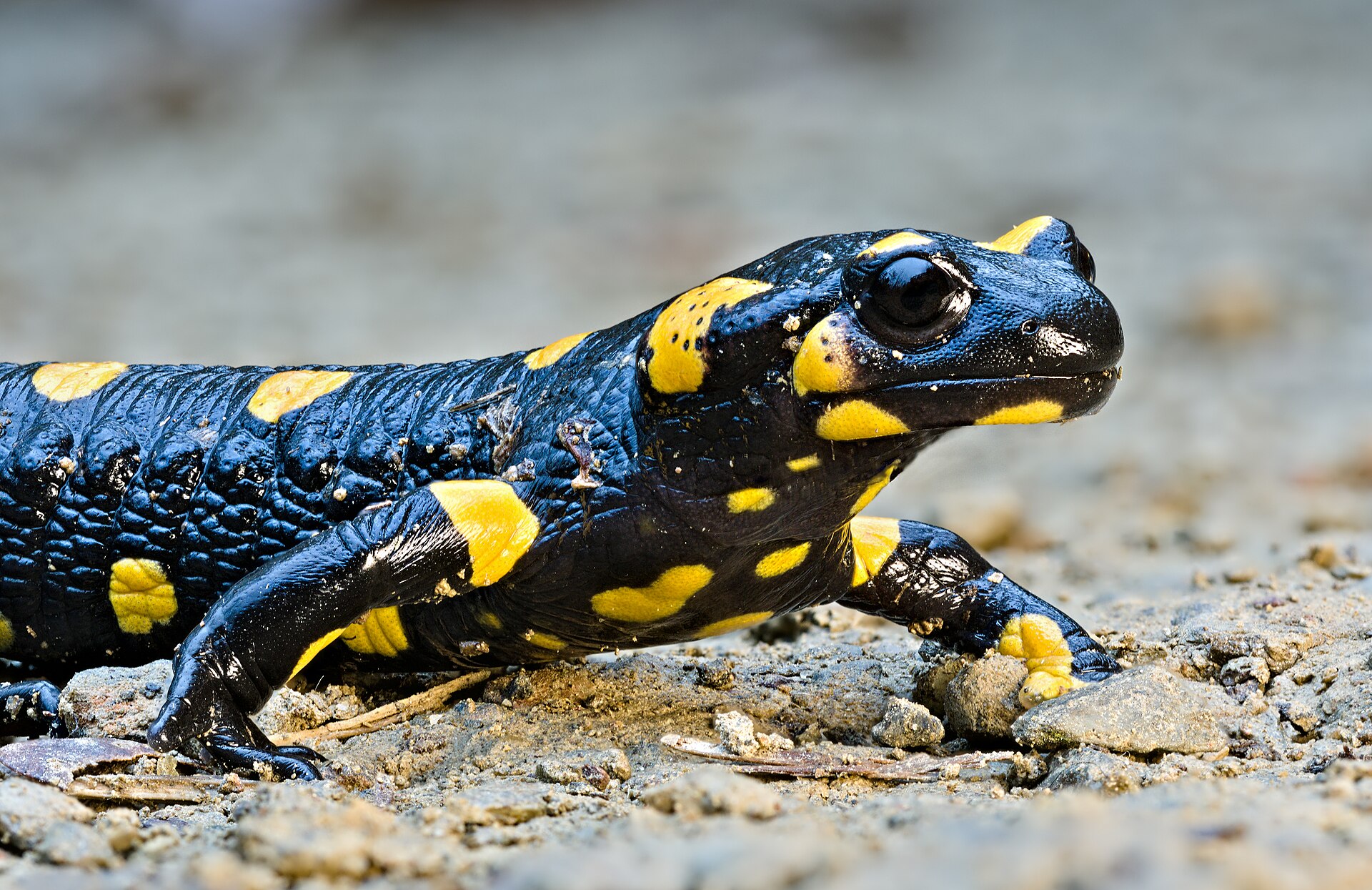 Imagem de referência relacionada a Anfíbios, item descrito como classe de animais vertebrados