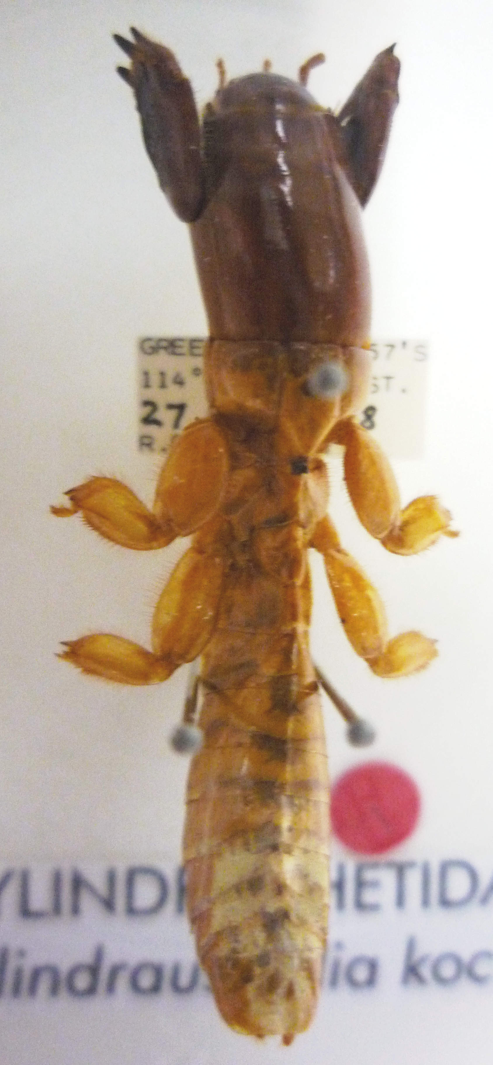 Imagem de referência relacionada a Cylindrachetidae, item descrito como registro de referência sobre Cylindrachetidae, organizado a partir de dados estruturados abertos