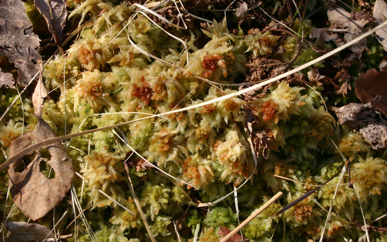 Imagem de referência relacionada a Sphagnum fuscum, item descrito como registro de referência sobre Sphagnum fuscum, organizado a partir de dados estruturados abertos
