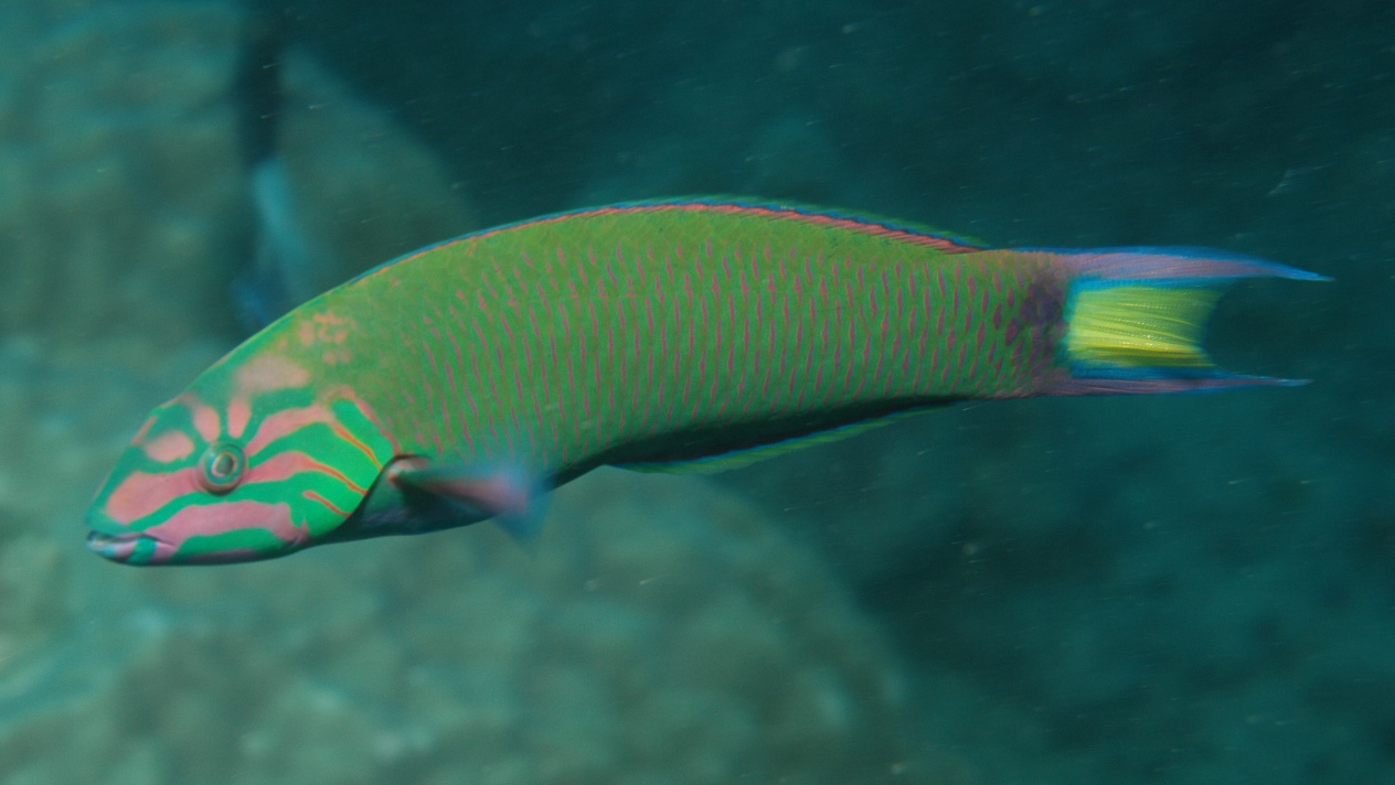 Imagem de referência relacionada a Thalassoma, item descrito como género de peixes