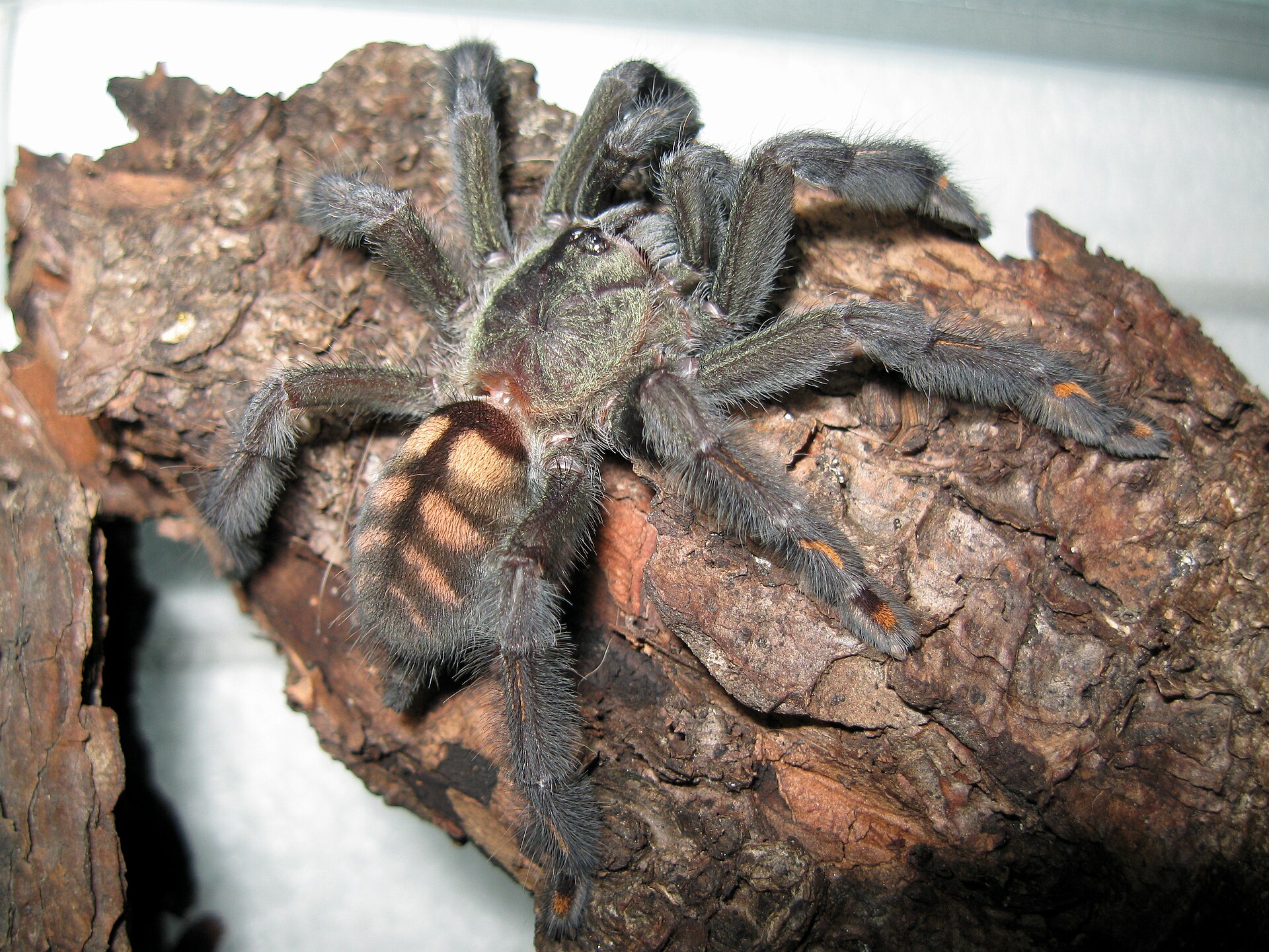 Imagem de referência relacionada a Psalmopoeus, item descrito como registro de referência sobre Psalmopoeus, organizado a partir de dados estruturados abertos