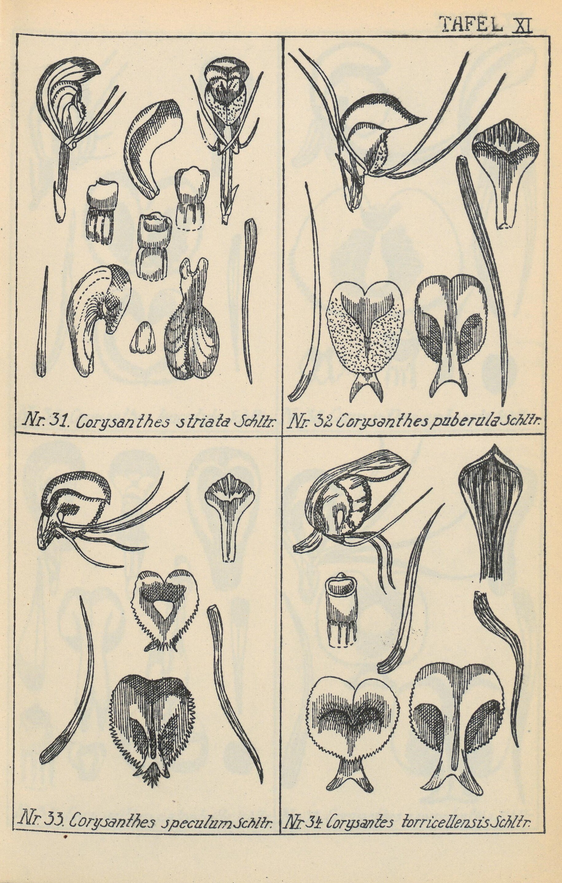 Imagem de referência relacionada a Corybas speculum, item descrito como espécie de planta