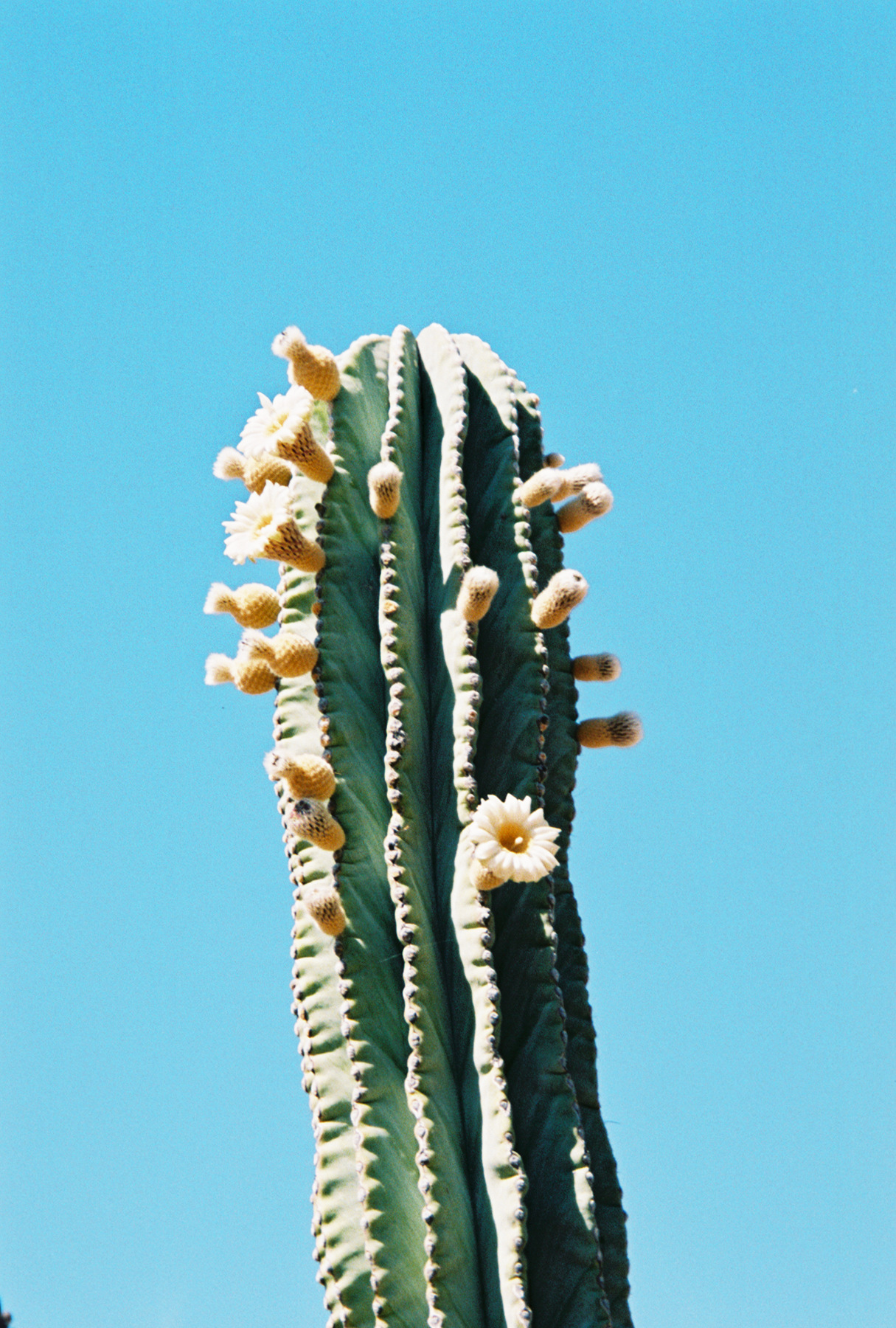 Imagem de referência relacionada a Pachycereus, item descrito como género de plantas