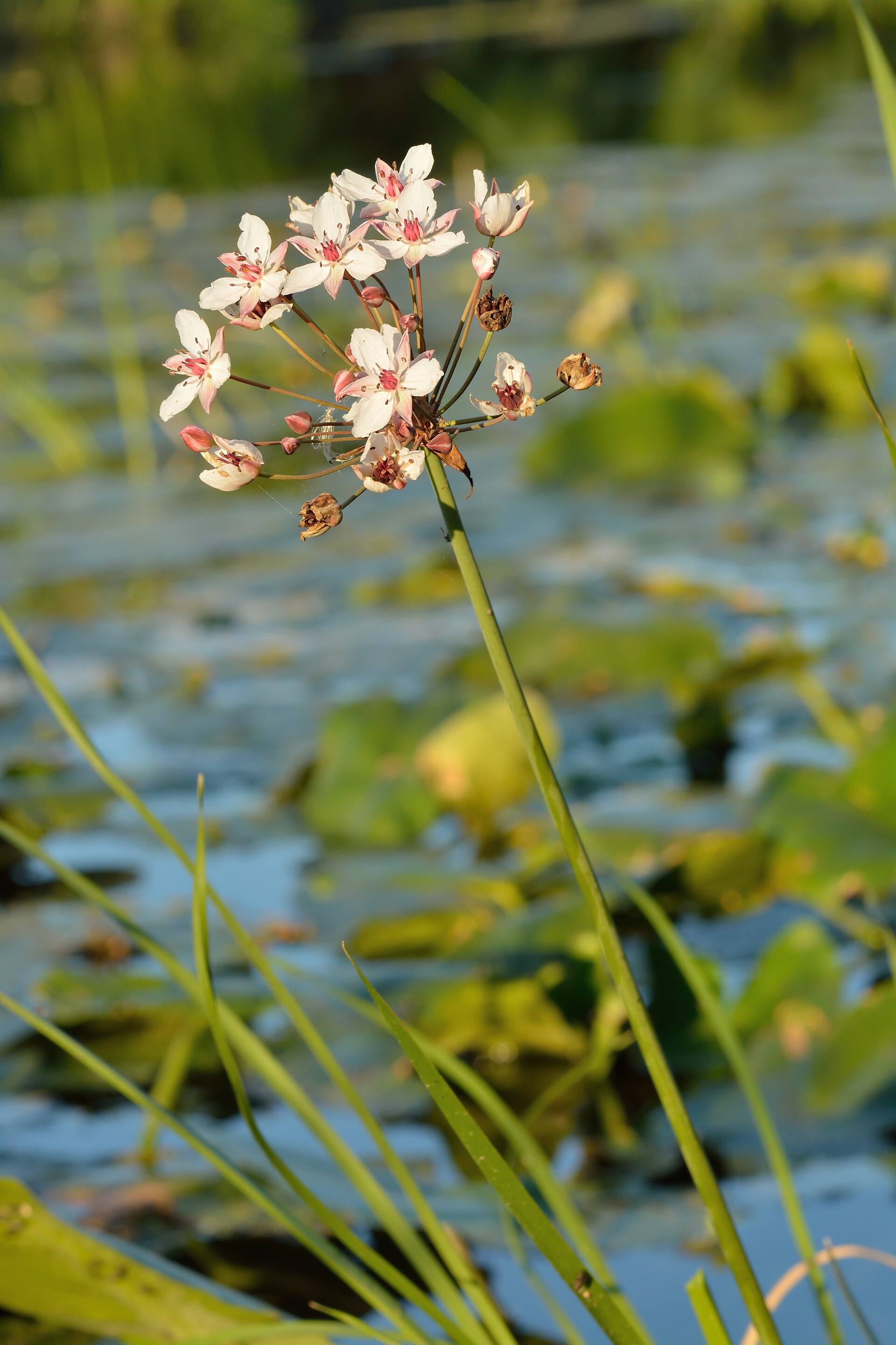 Imagem de referência relacionada a Butomus umbellatus, item descrito como espécie de planta