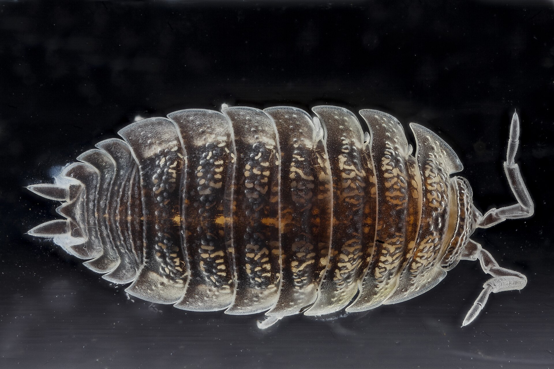 Imagem de referência relacionada a Trachelipus rathkii, item descrito como registro de referência sobre Trachelipus rathkii, organizado a partir de dados estruturados abertos